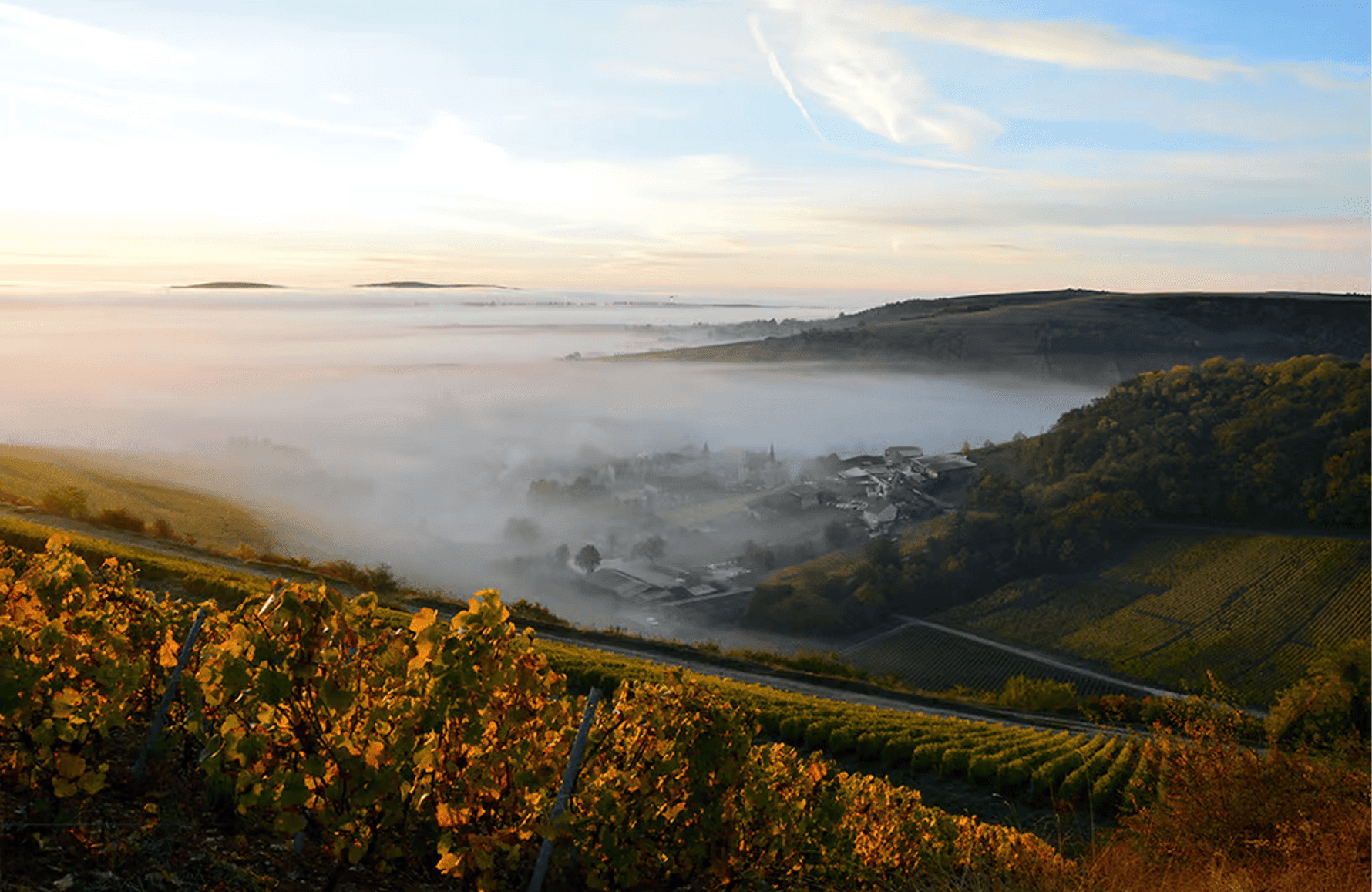 Domaine Henri Bourgeois