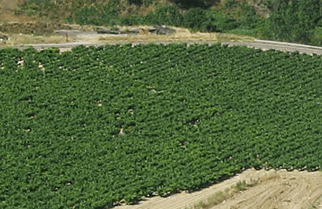 Dominio de Pingus - Espagne