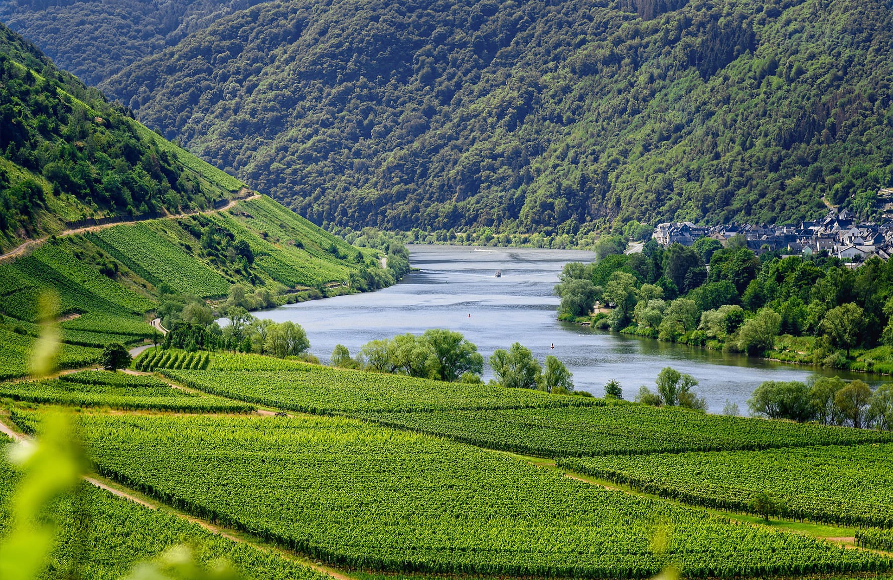 Vins Domaine Albert de Conti