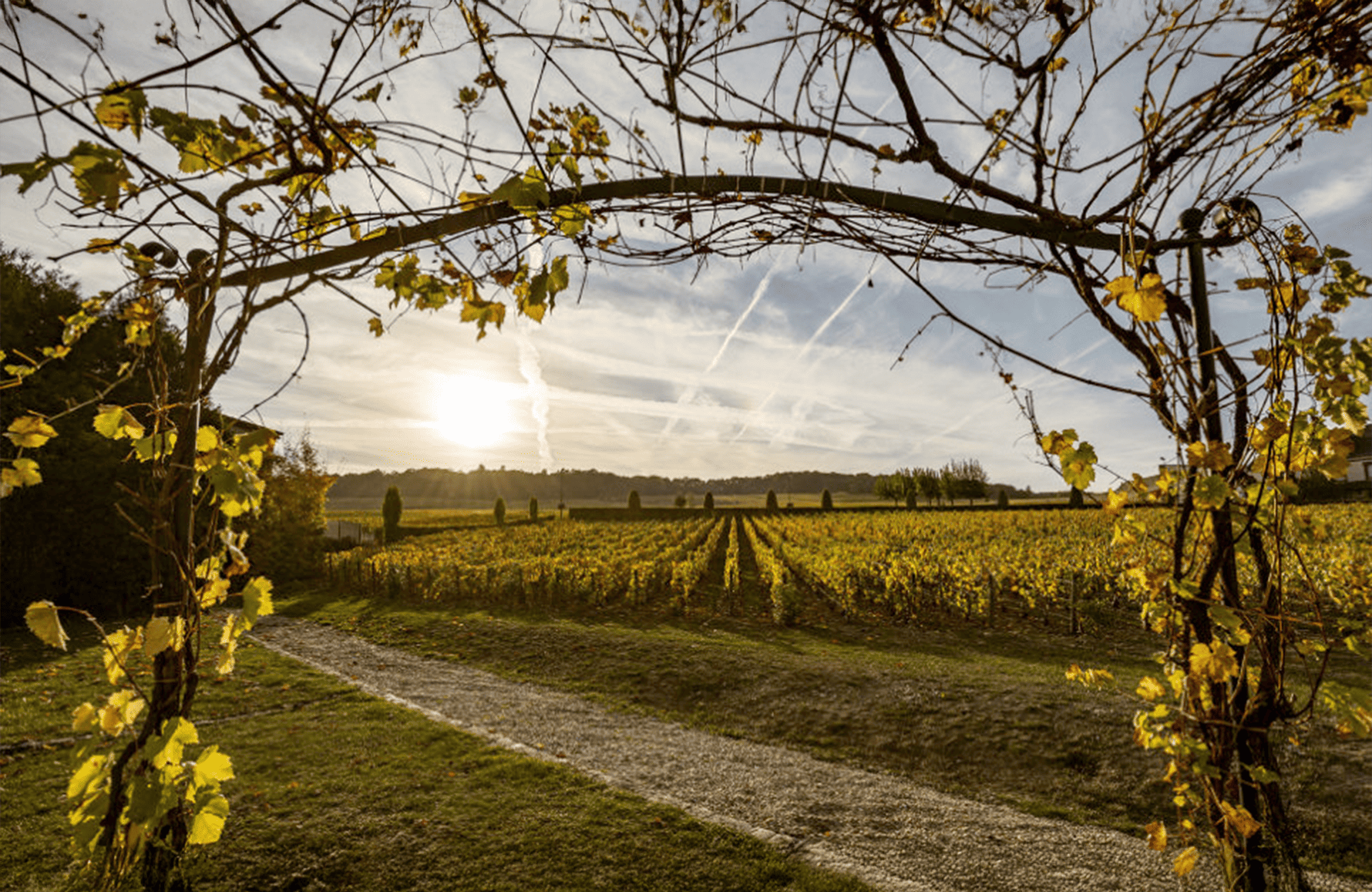 Vinos Champagne Salon