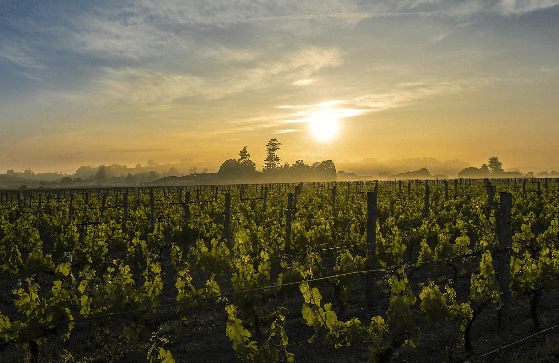 Vinos Château Canon La Gaffelière