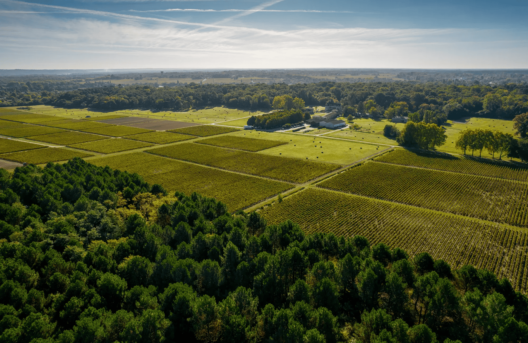 Vinos Château Olivier