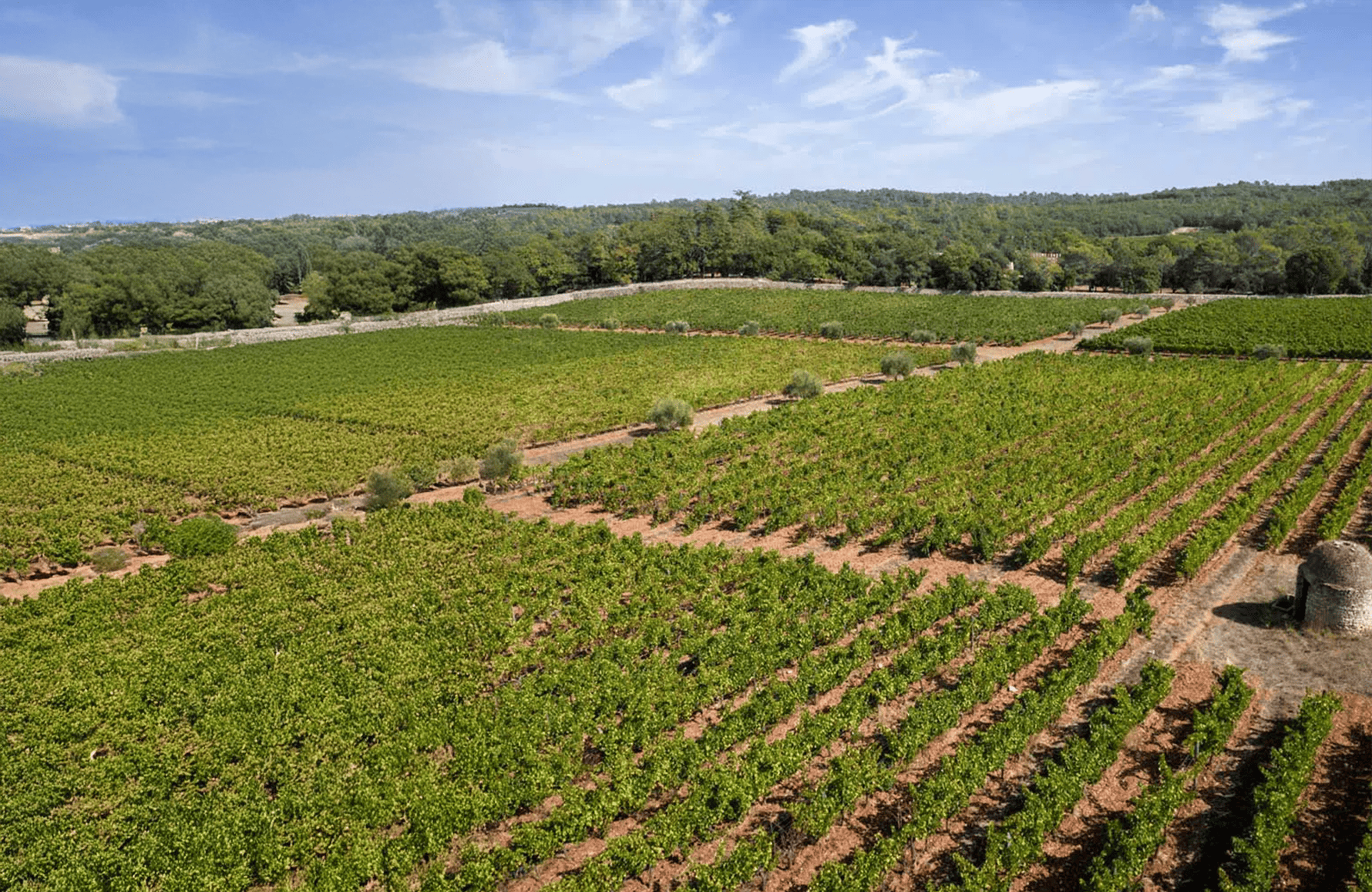 Vinos Château Peyrassol
