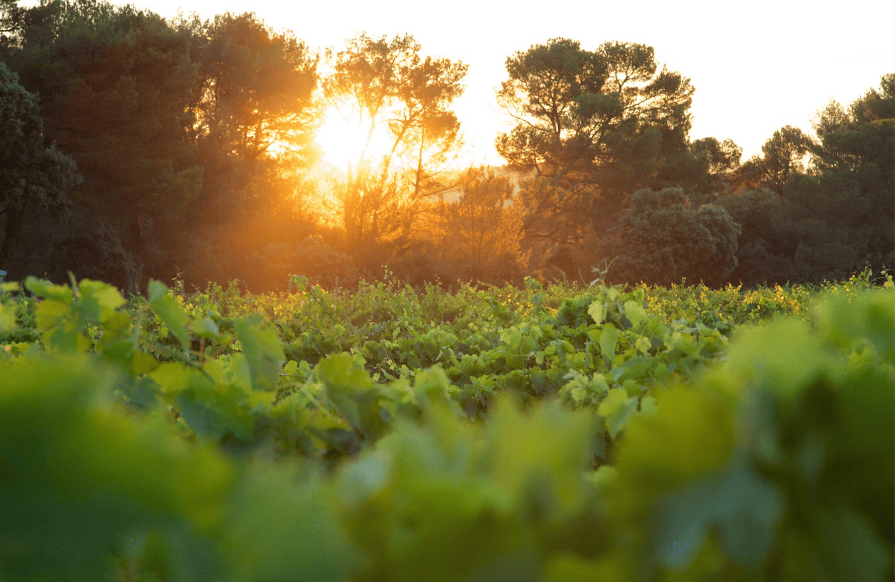 Vinos Château Revelette