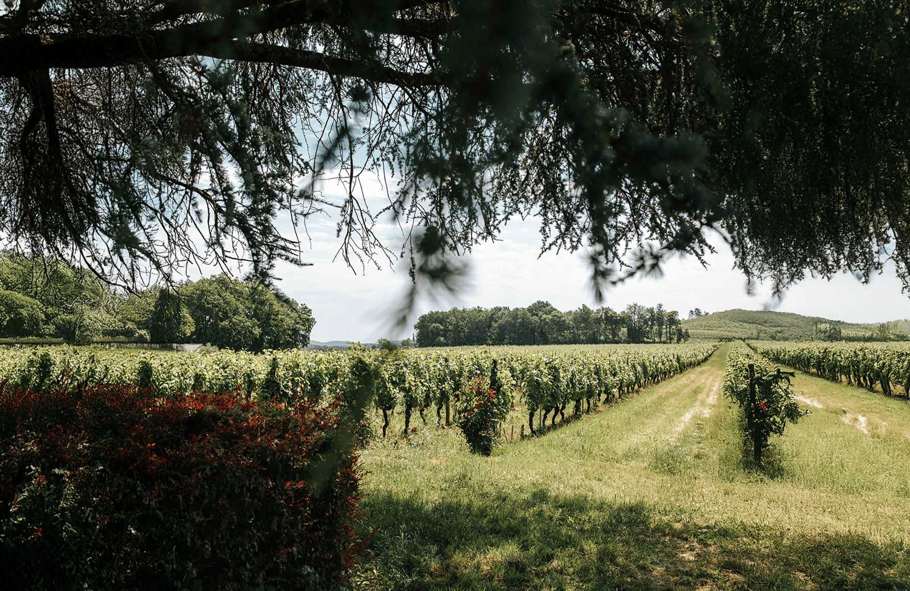 la historia de Clos Triguedina