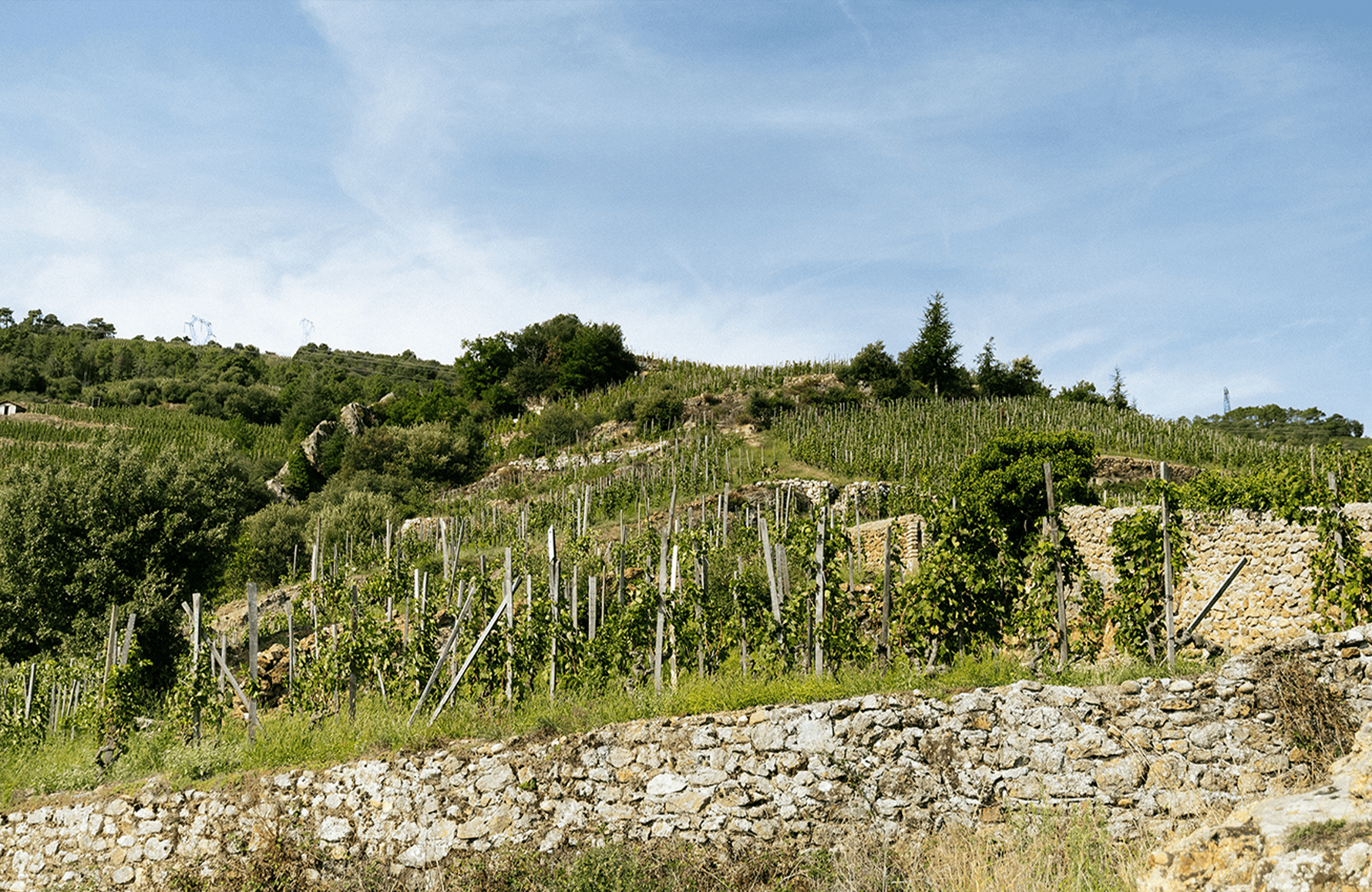 the story of Domaine Alain Voge