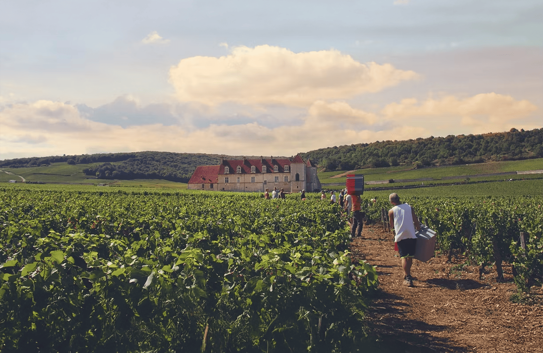 Vins Domaine Bertagna