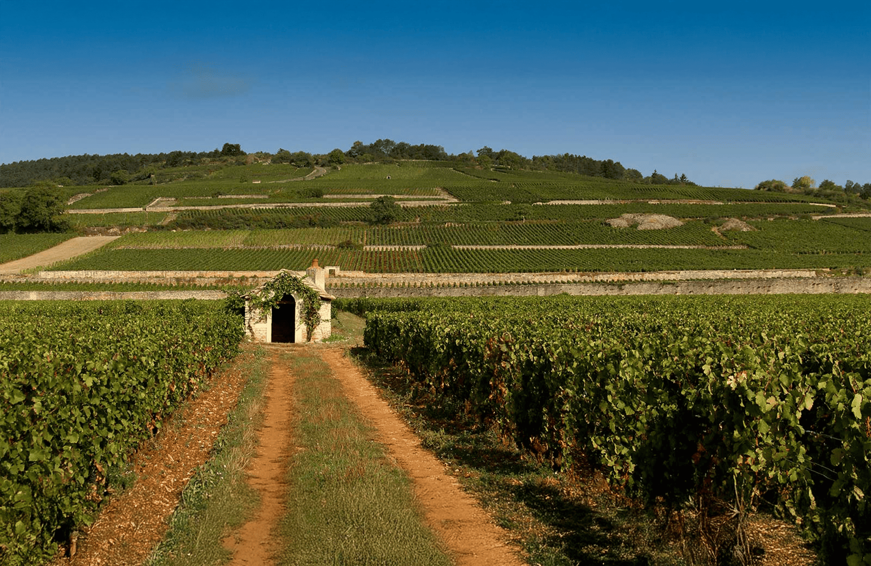 Vinos Domaine Comte Armand