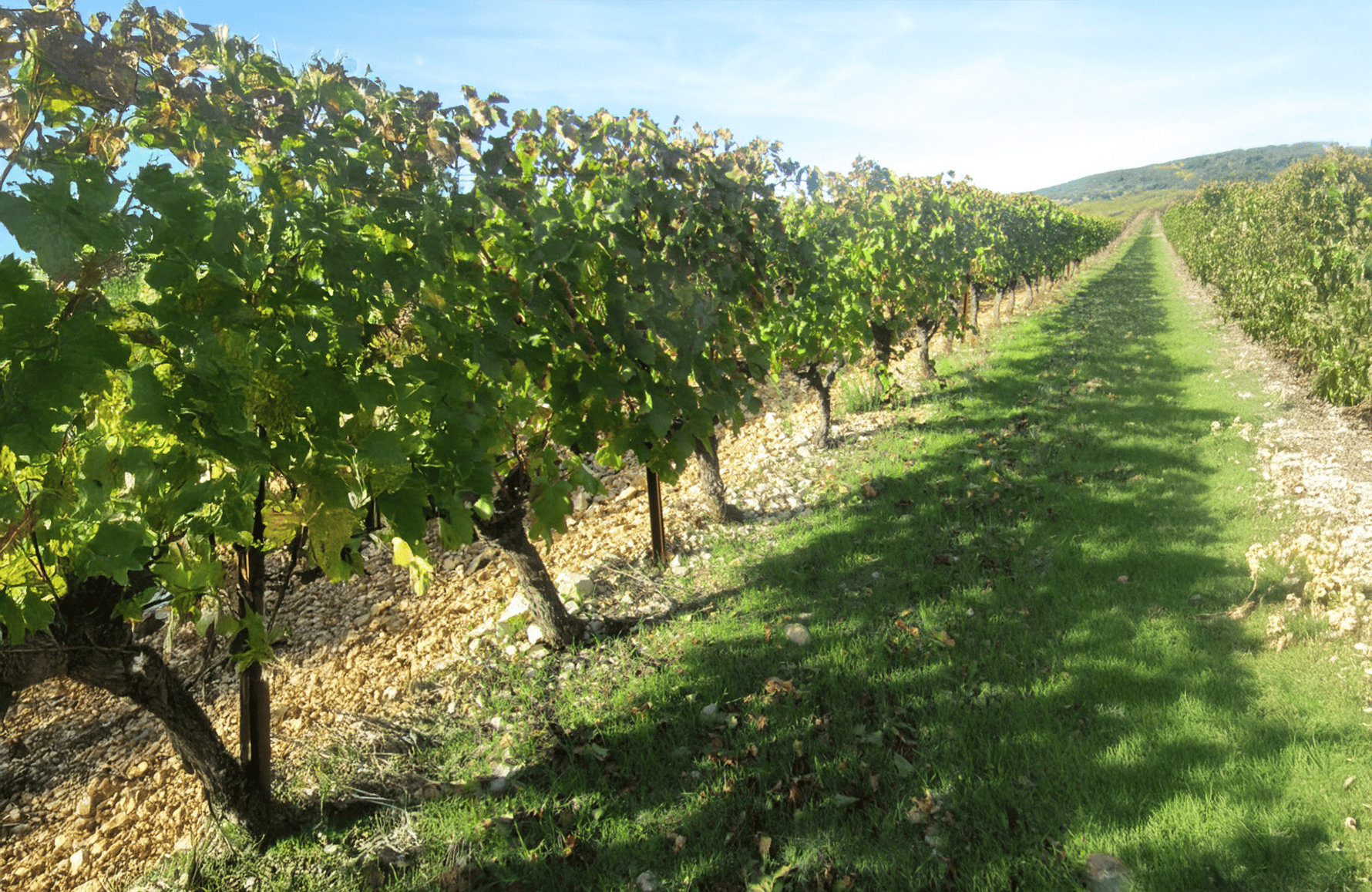 Vinos Domaine de Montcalmès