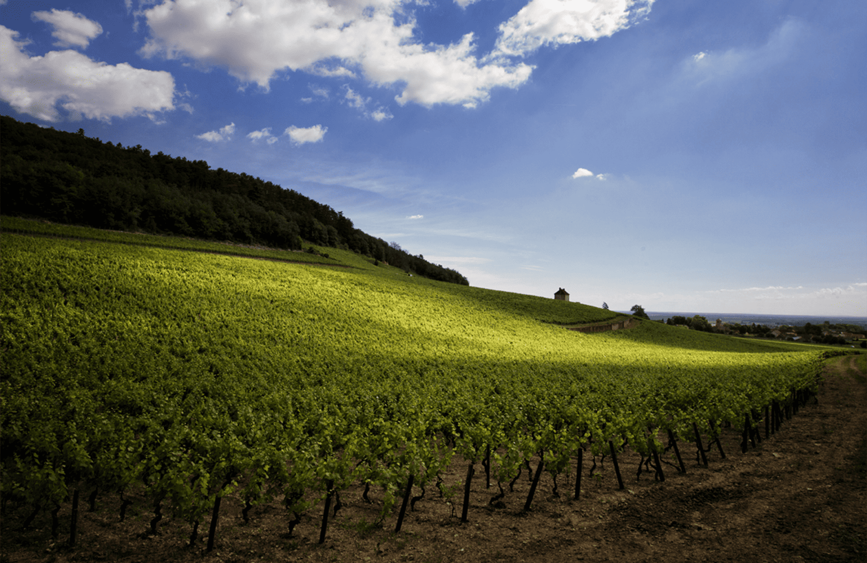 Vinos Domaine Denis Mortet