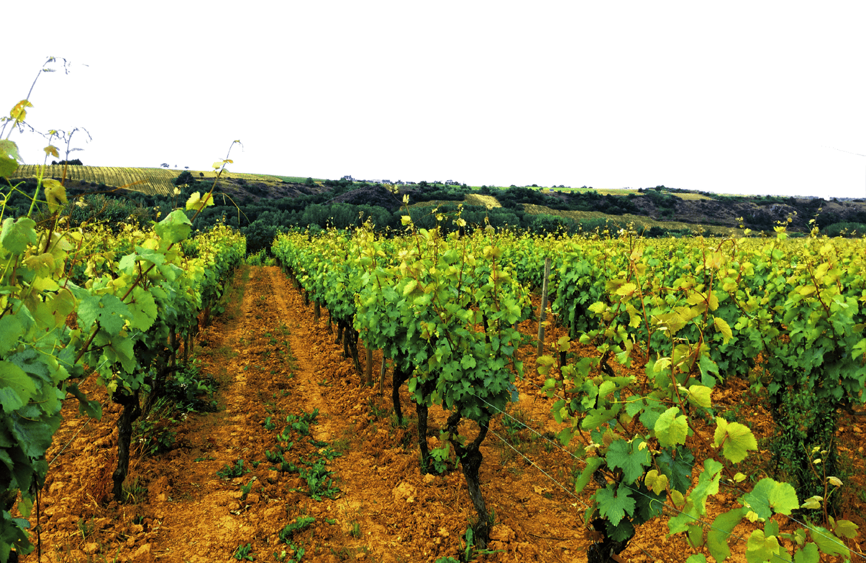 Vinos Domaine du Fief Noir