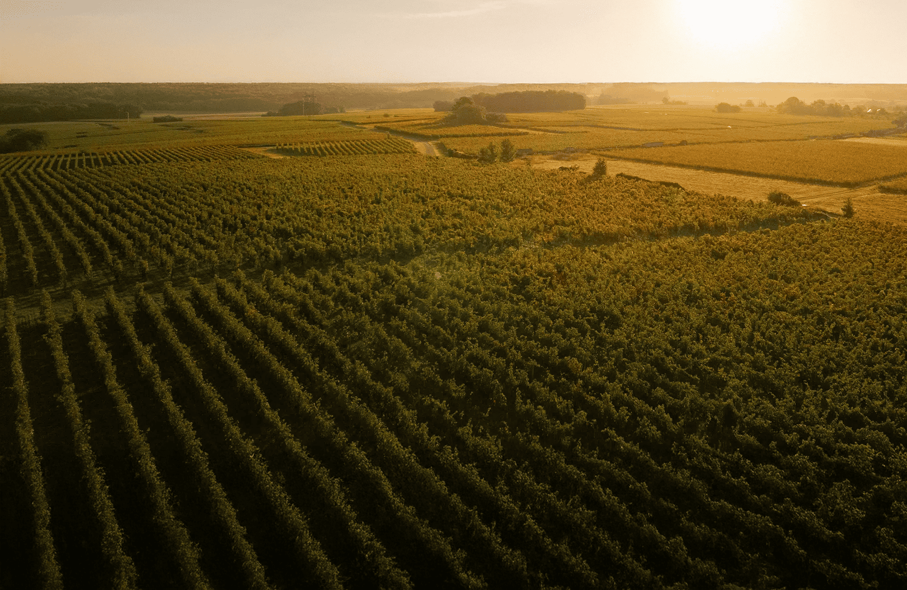 Vinos Domaine Guiberteau