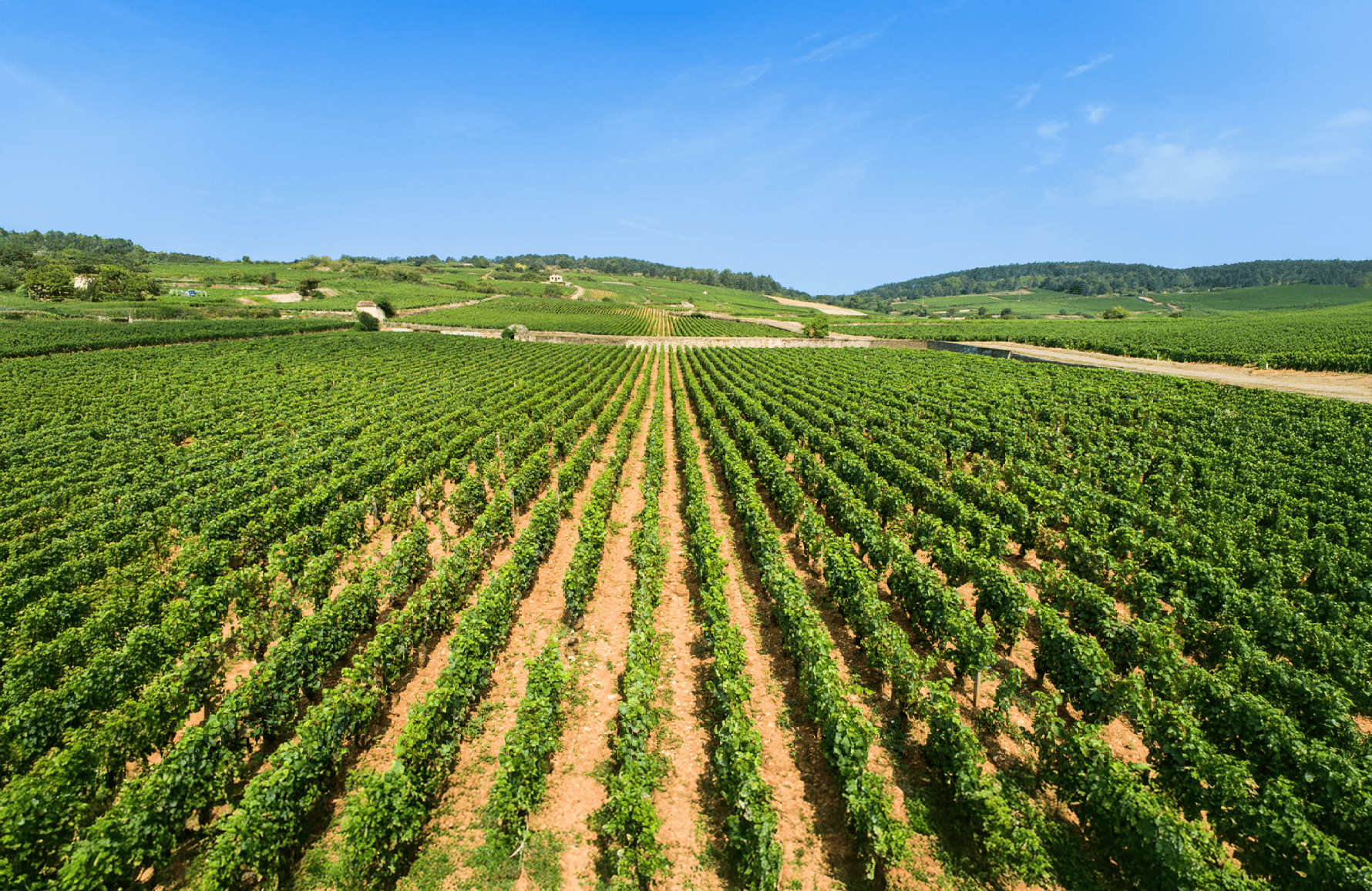 Vins Maison Louis Jadot