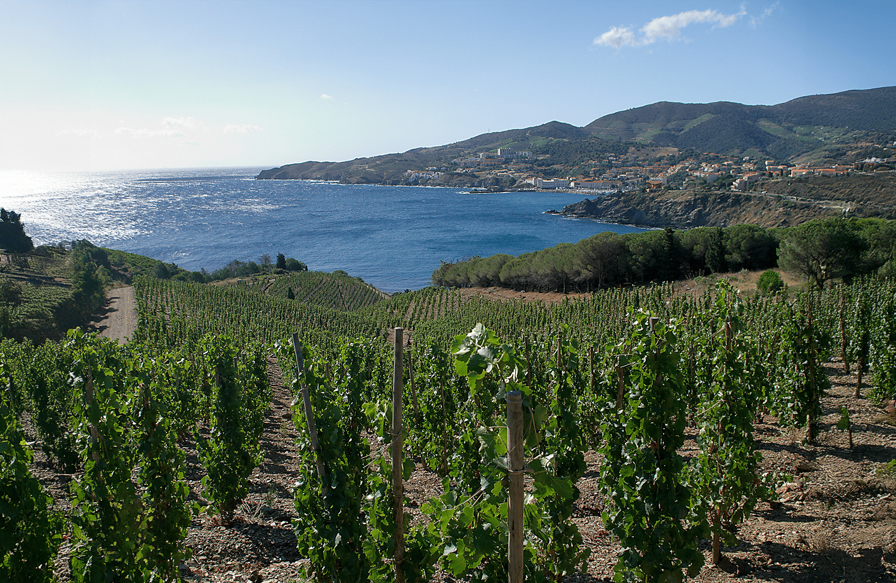 Vinos Domaine Madeloc