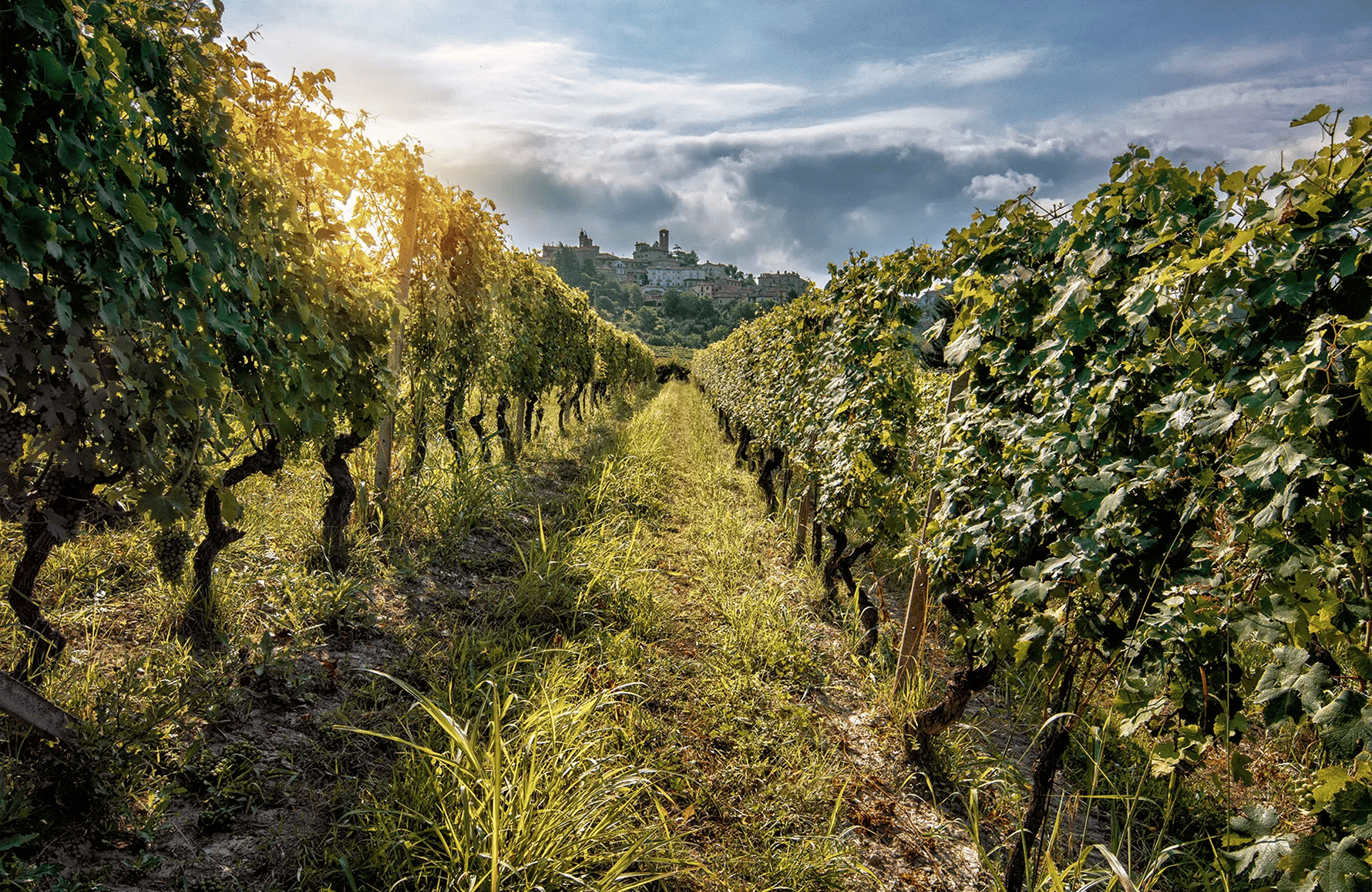 Vinos La Spinetta - Italie