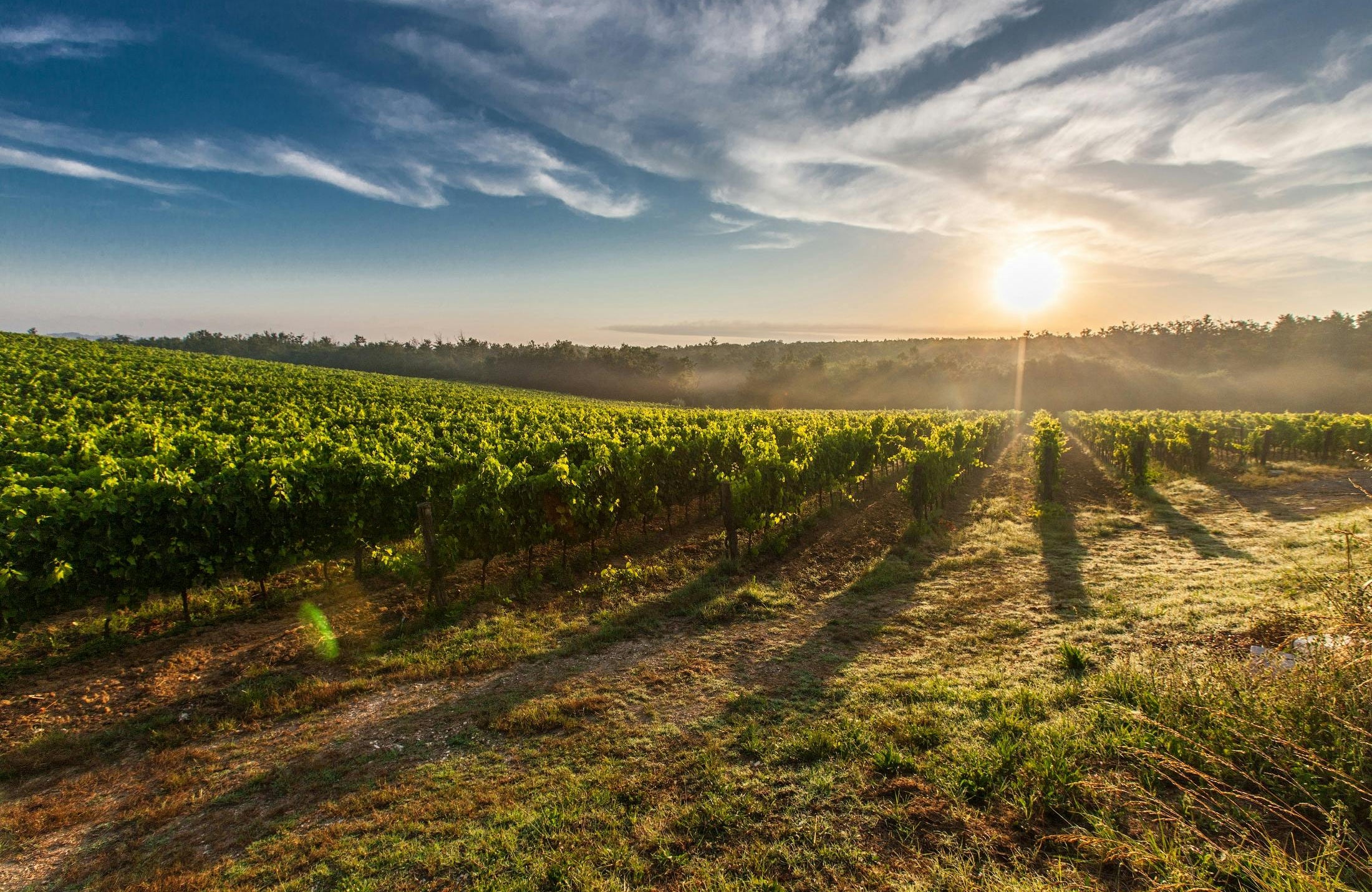 Vins Almaviva - Chili