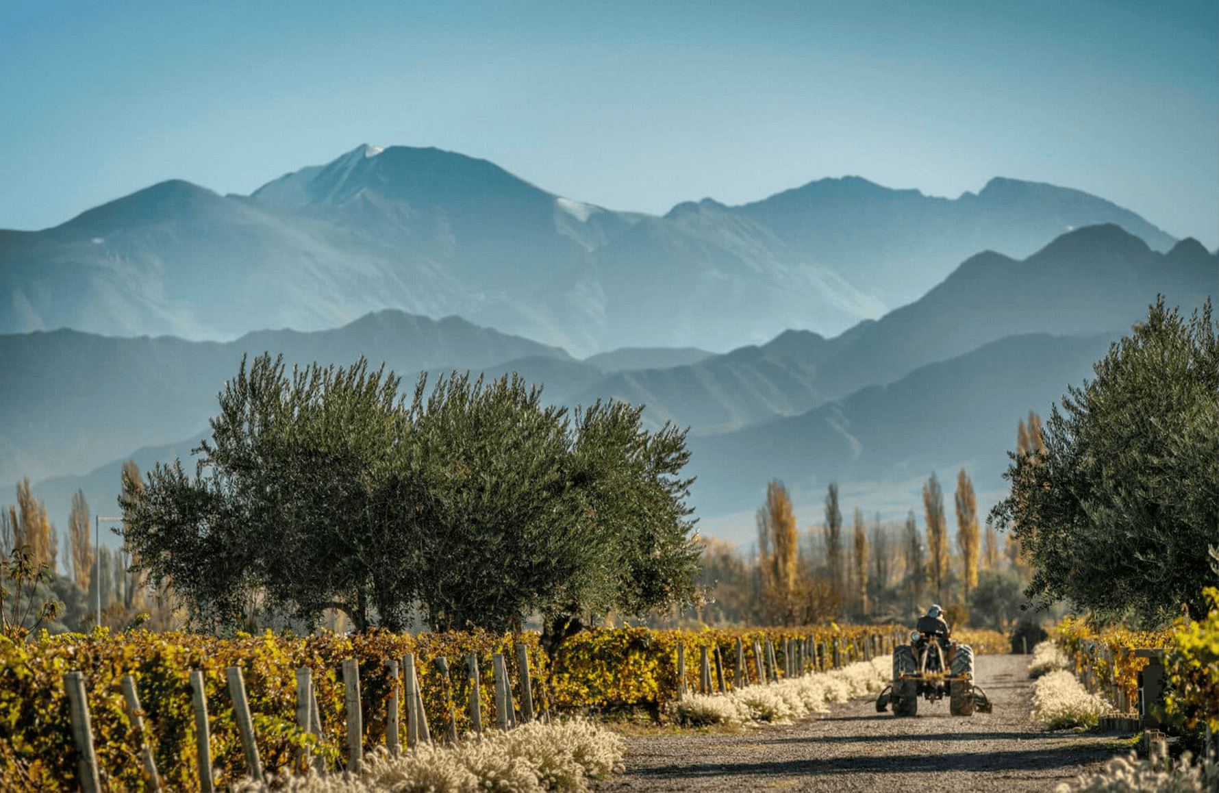 Cheval des Andes - Argentine