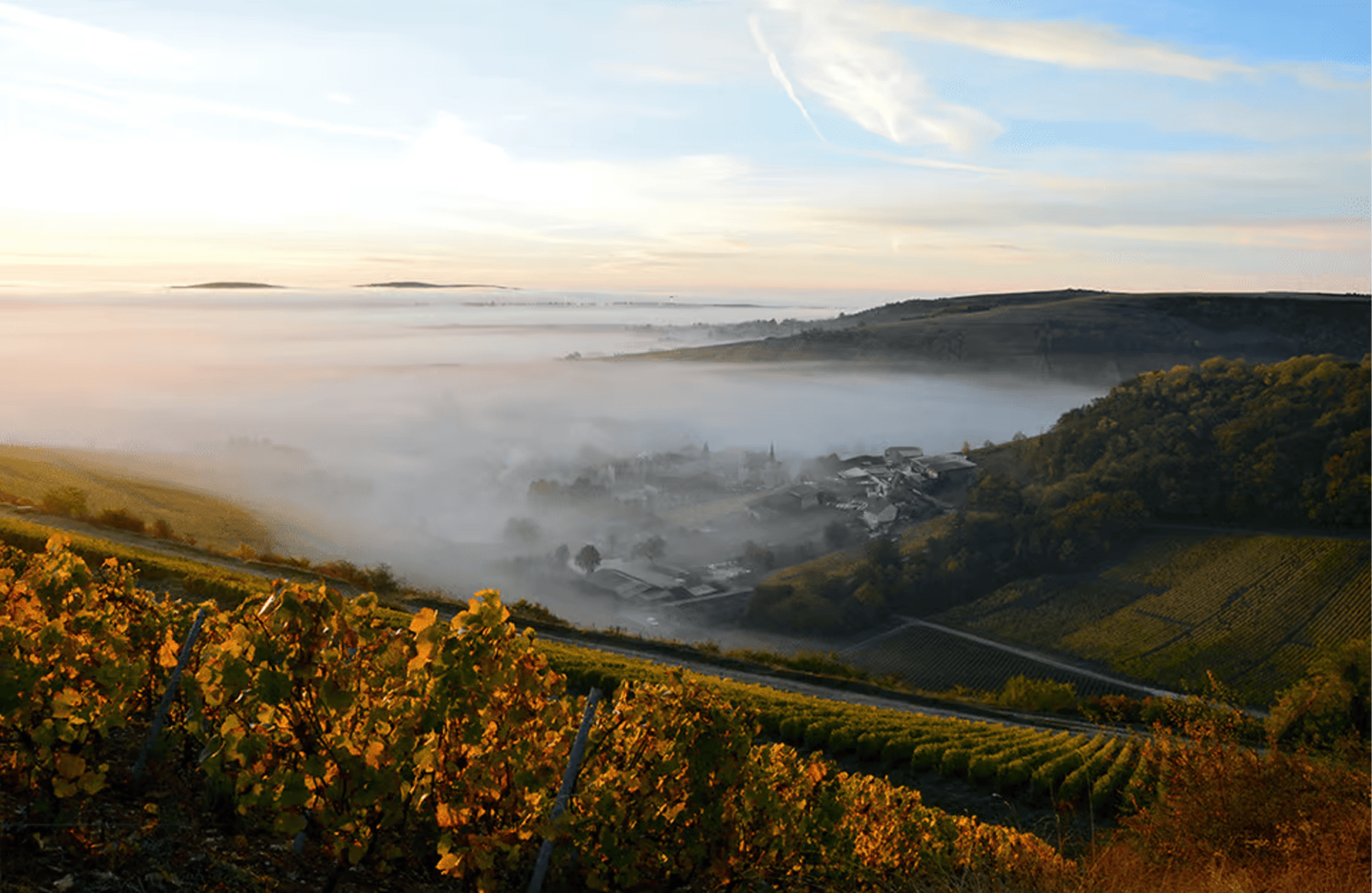 Domaine Henri Bourgeois
