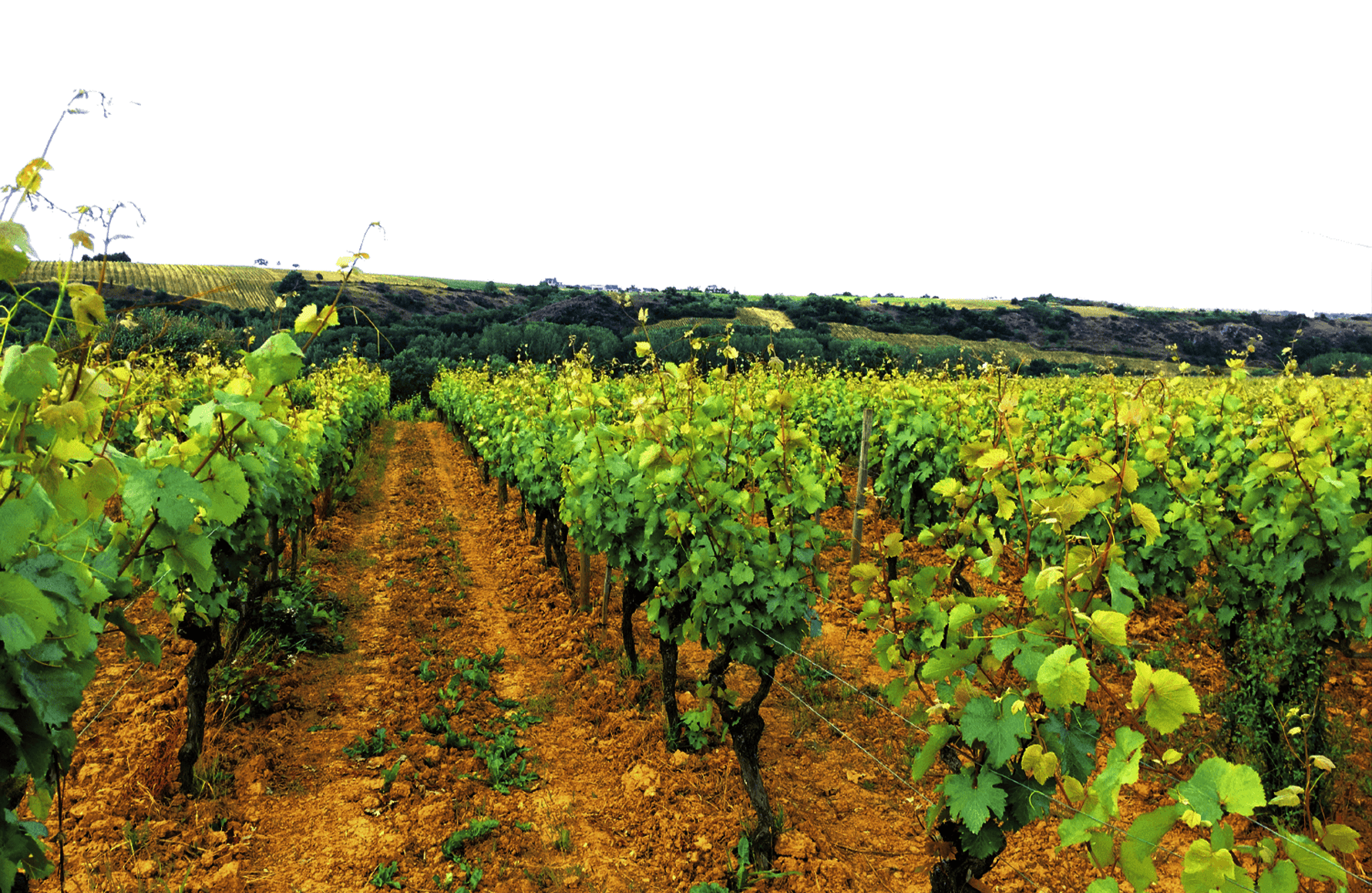 Domaine du Fief Noir