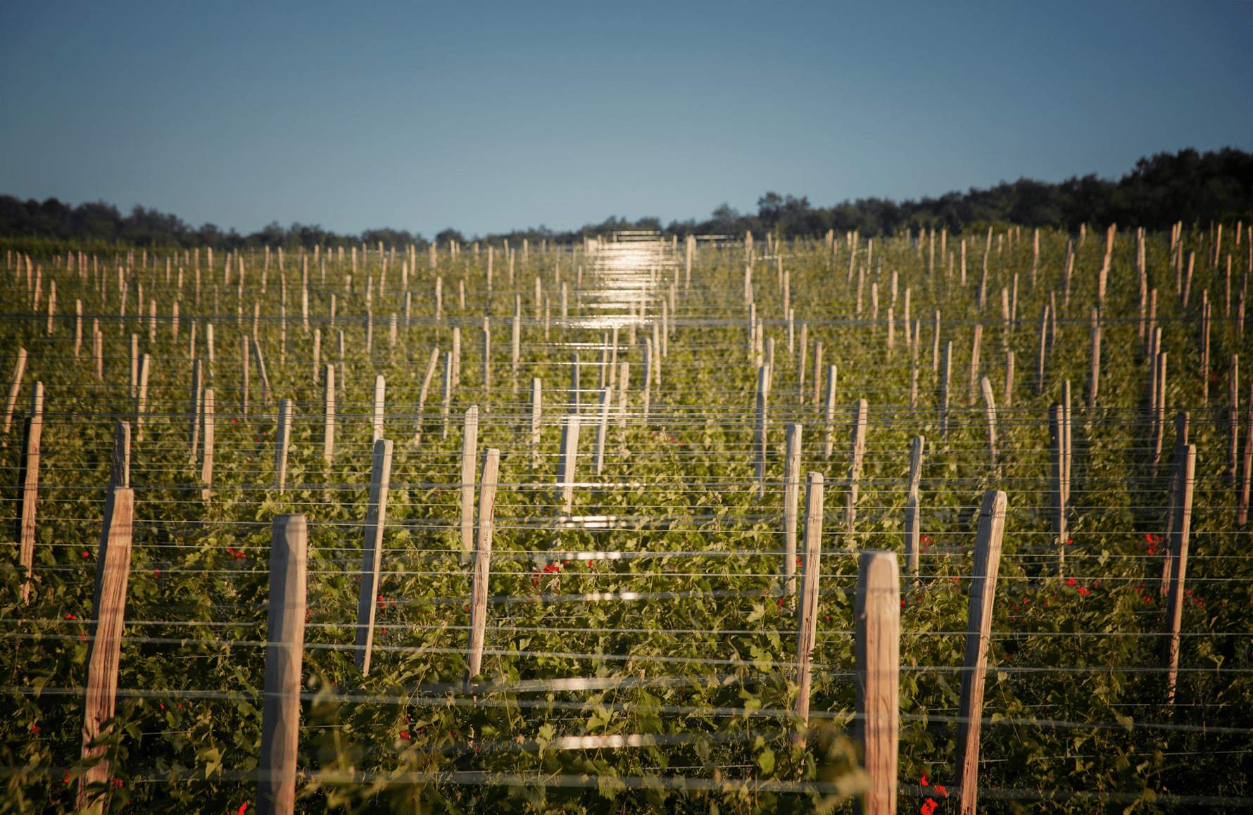 Domaine Grosbois