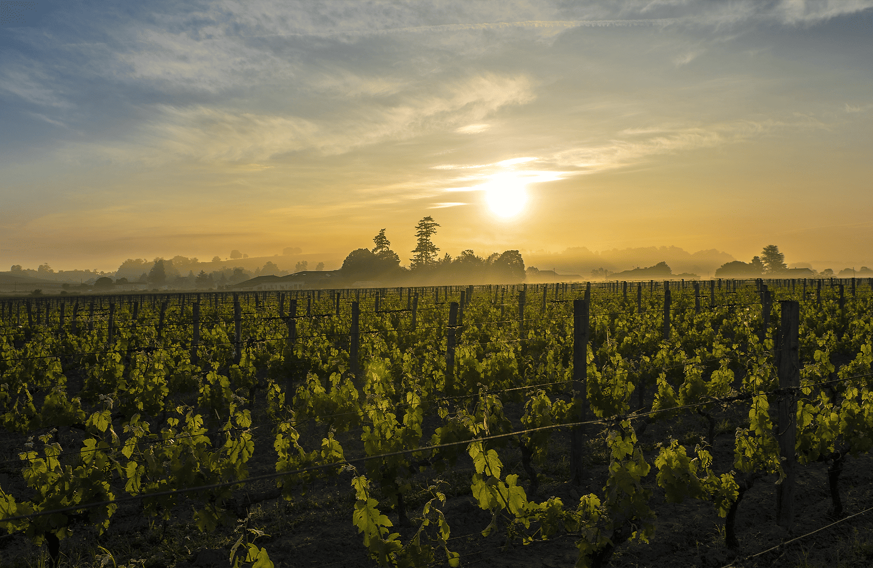 Château Canon La Gaffelière