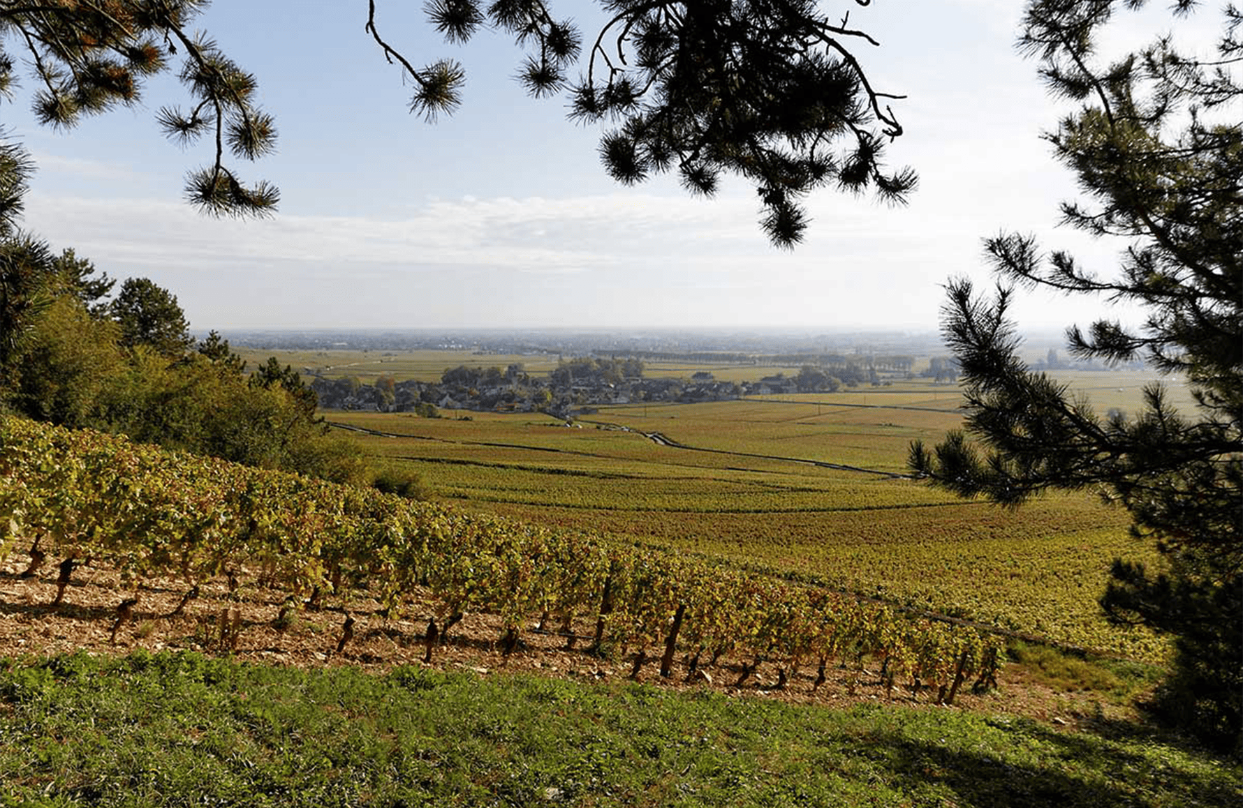 Domaine Joseph Voillot