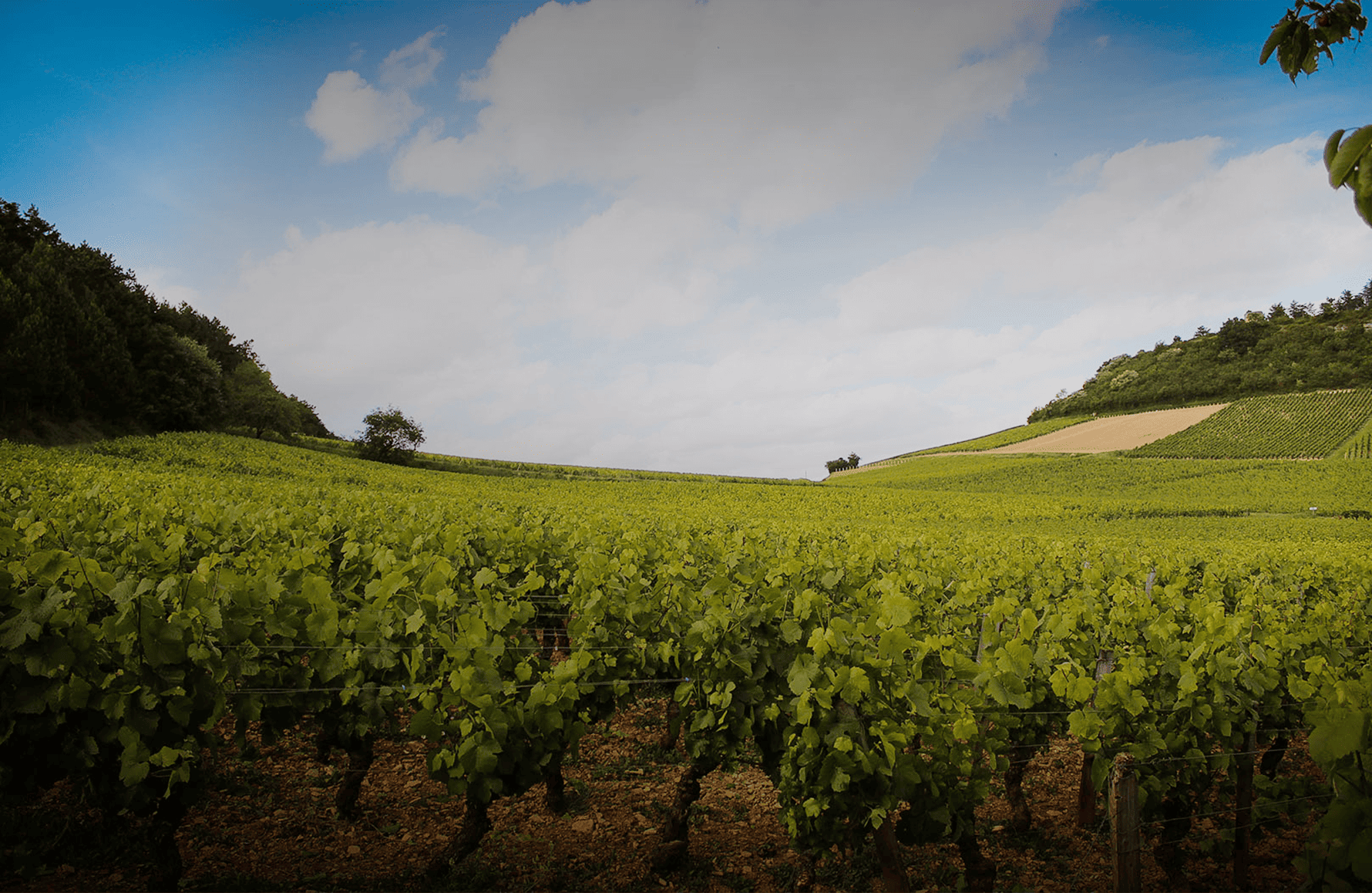 Domaine Theulot Juillot