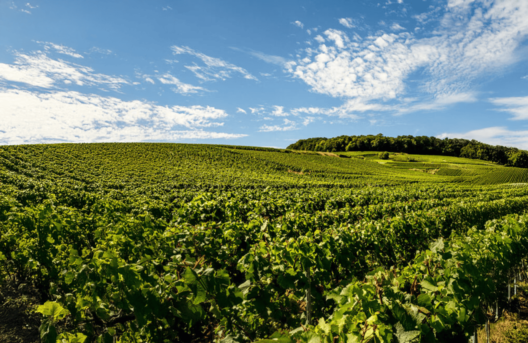 Champagne Laurent-Perrier
