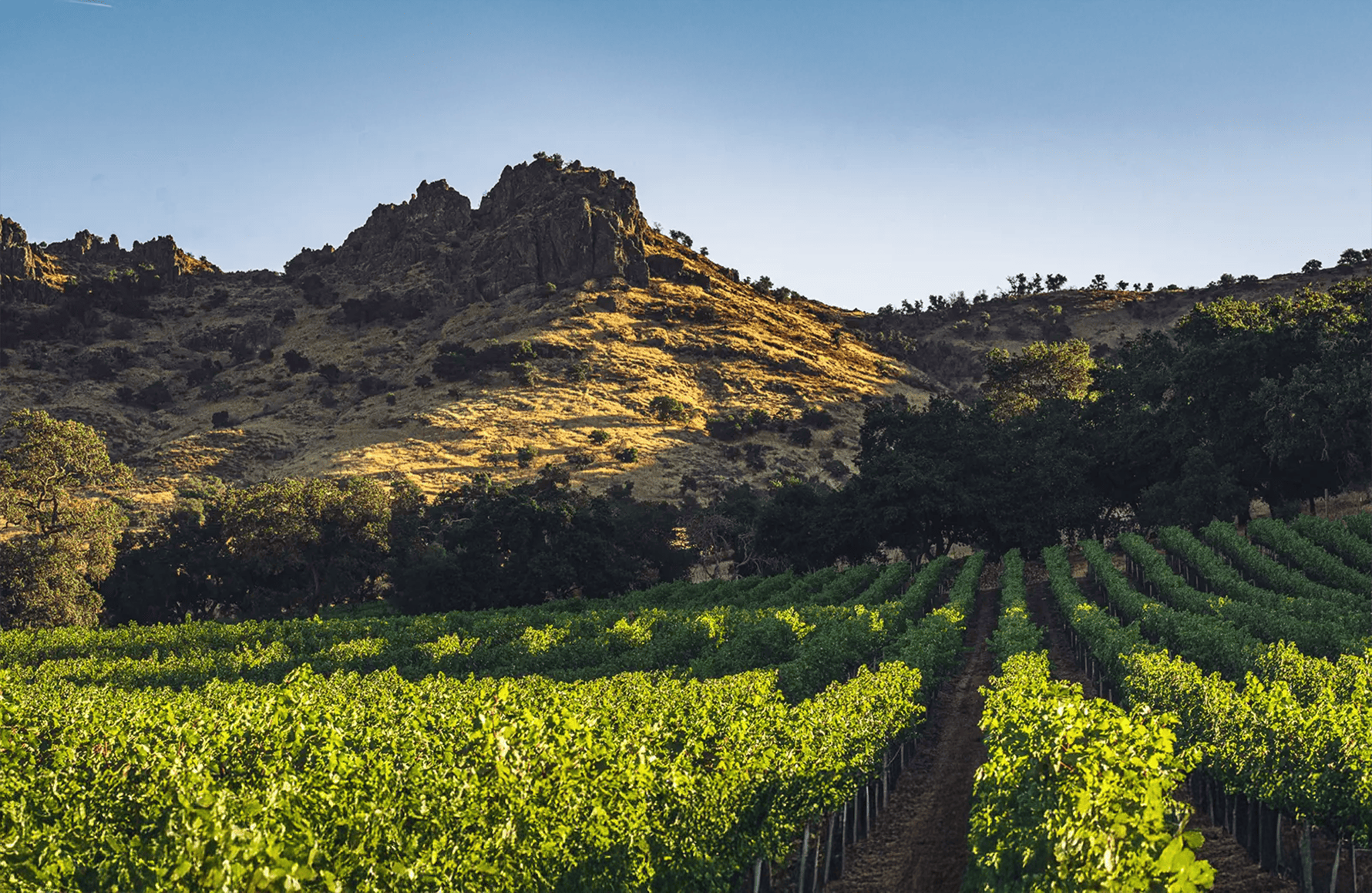 Stag’s Leap - Napa Valley