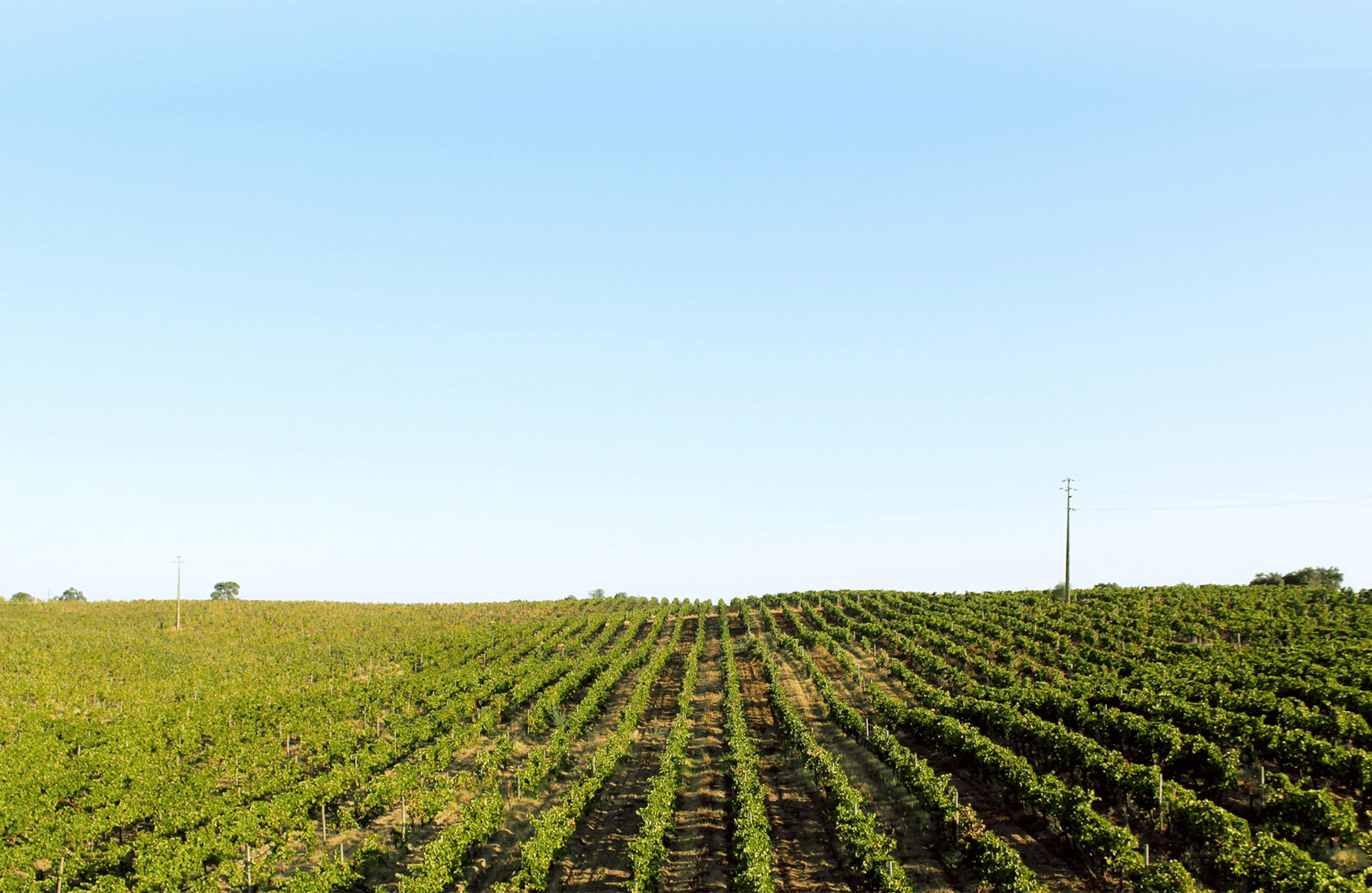 Herdade de Sao Miguel - Portugal