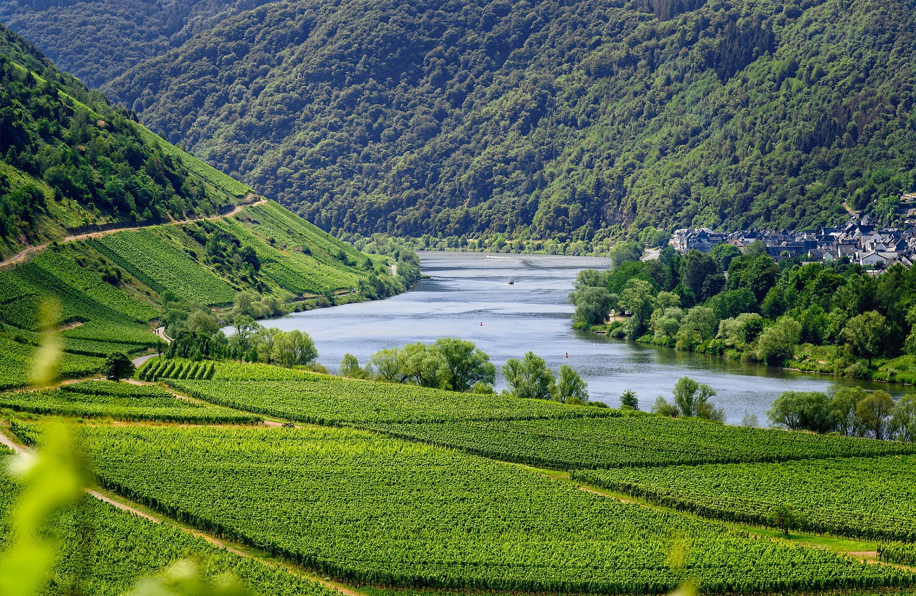 Vinos Domaine Genoux