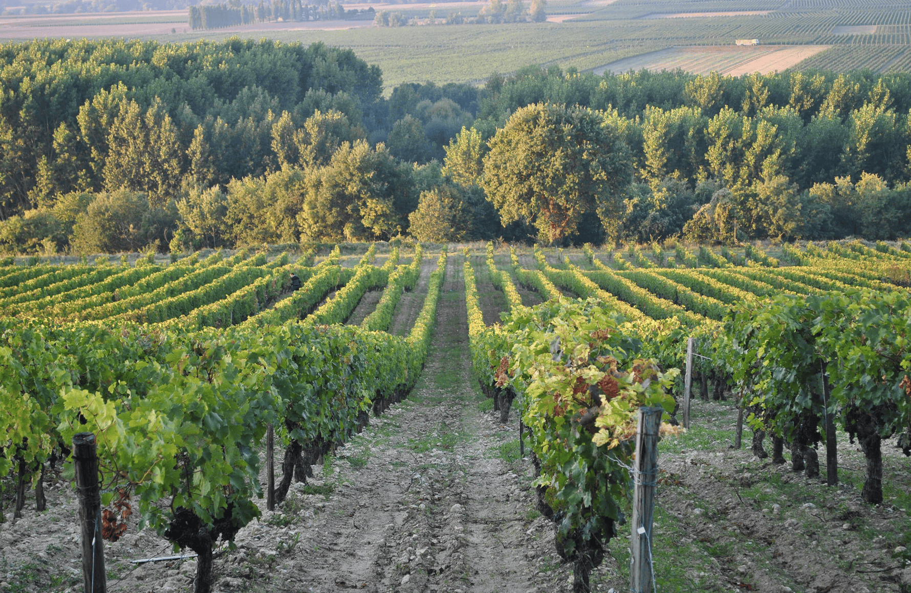 Vinos Bernard Baudry