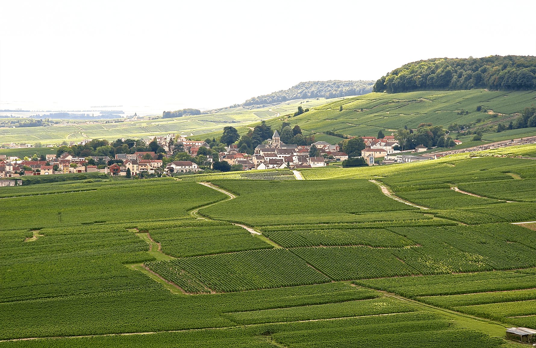 Wines Champagne De Sousa