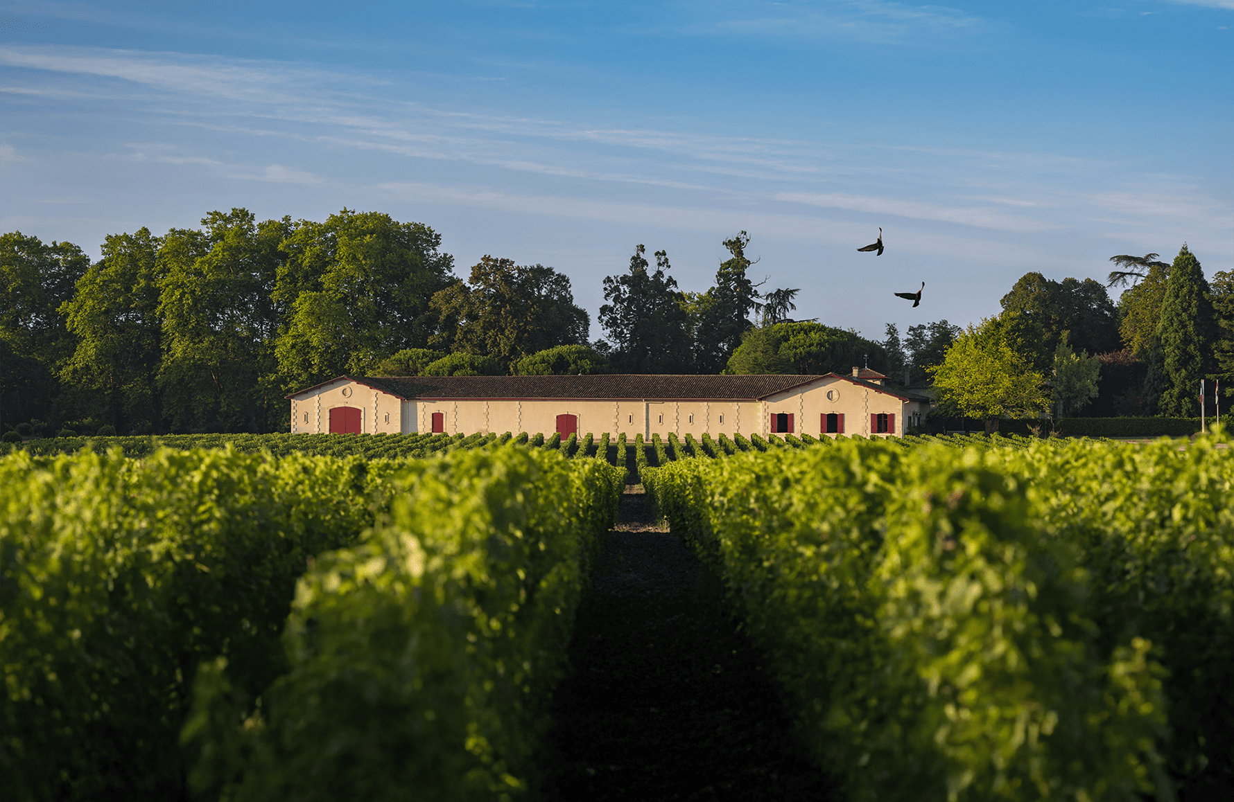 Wines Château Brown