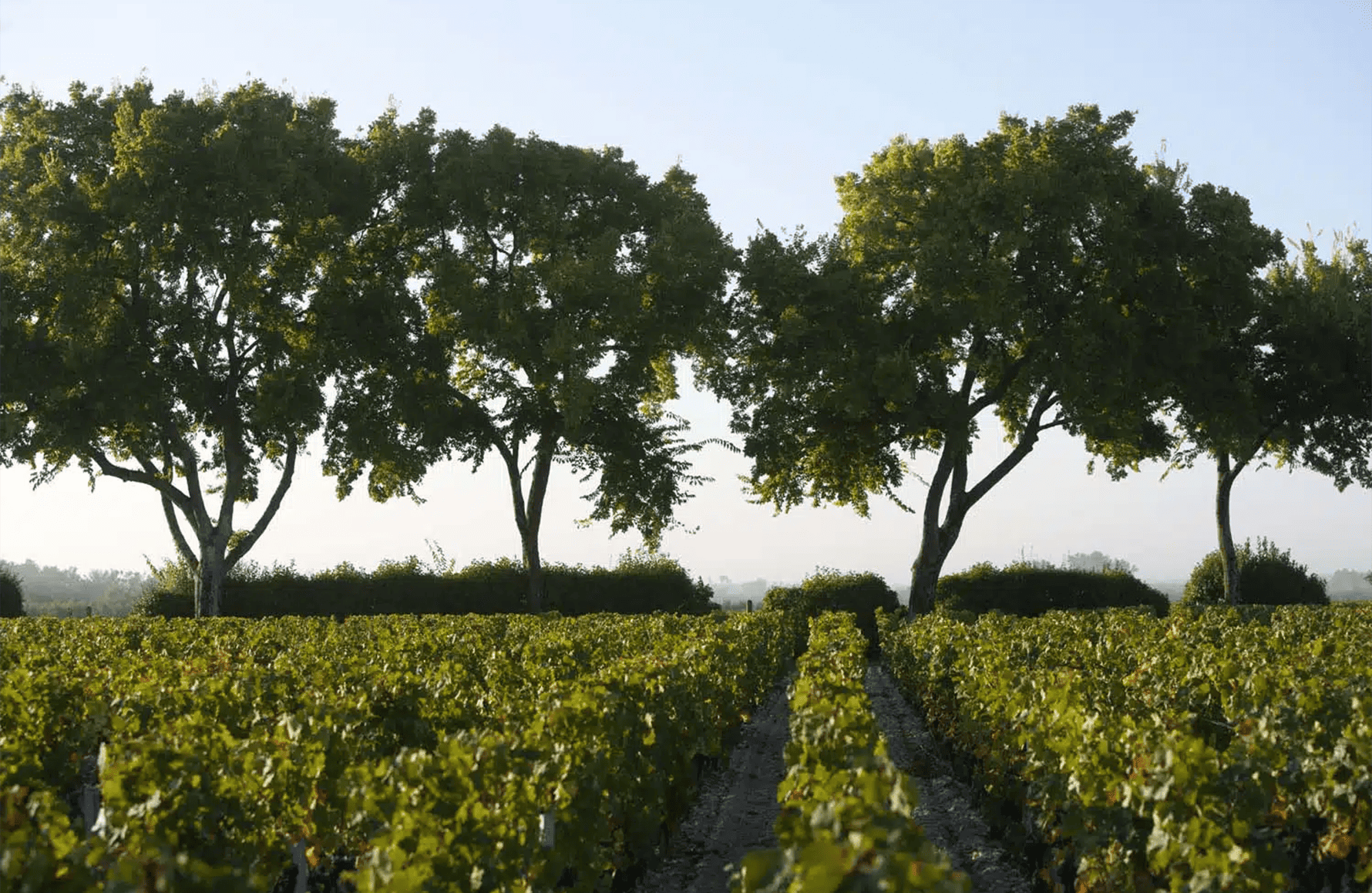 Wines Château Chasse-Spleen