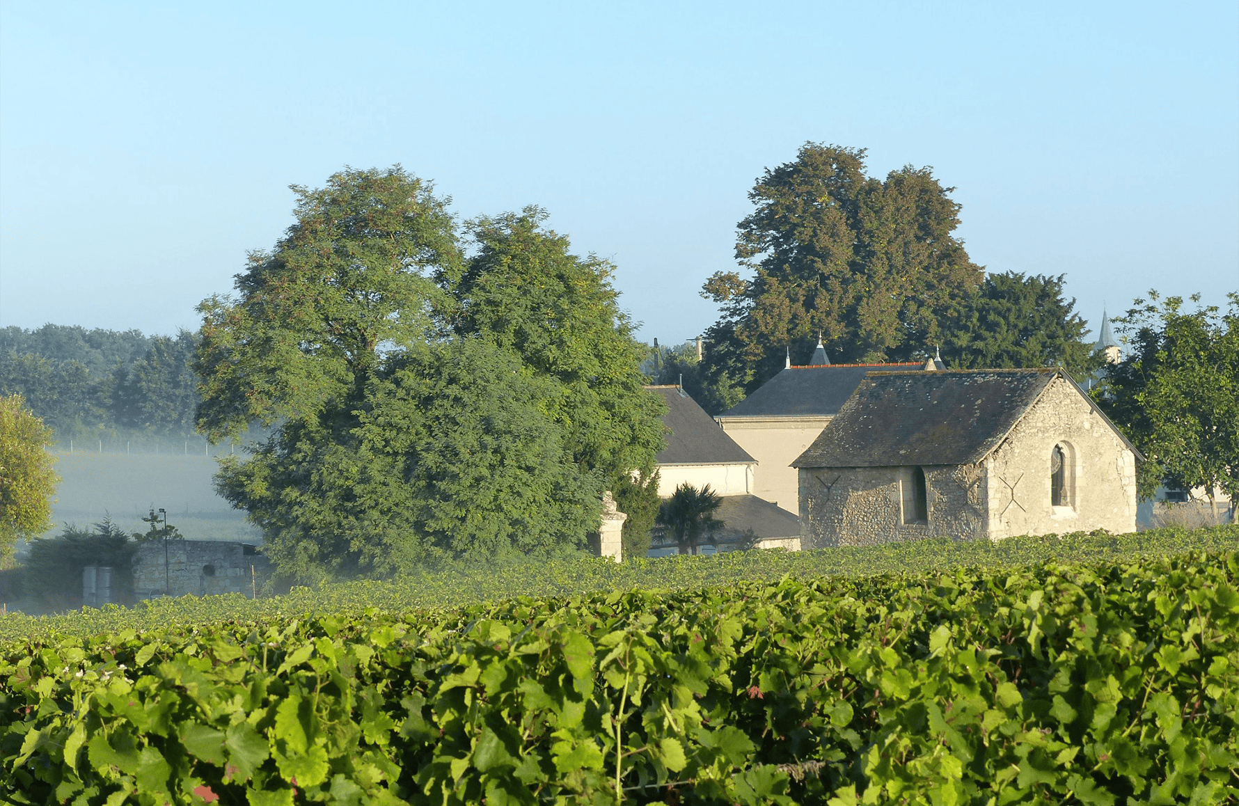 Wines Fosse-Sèche Castle