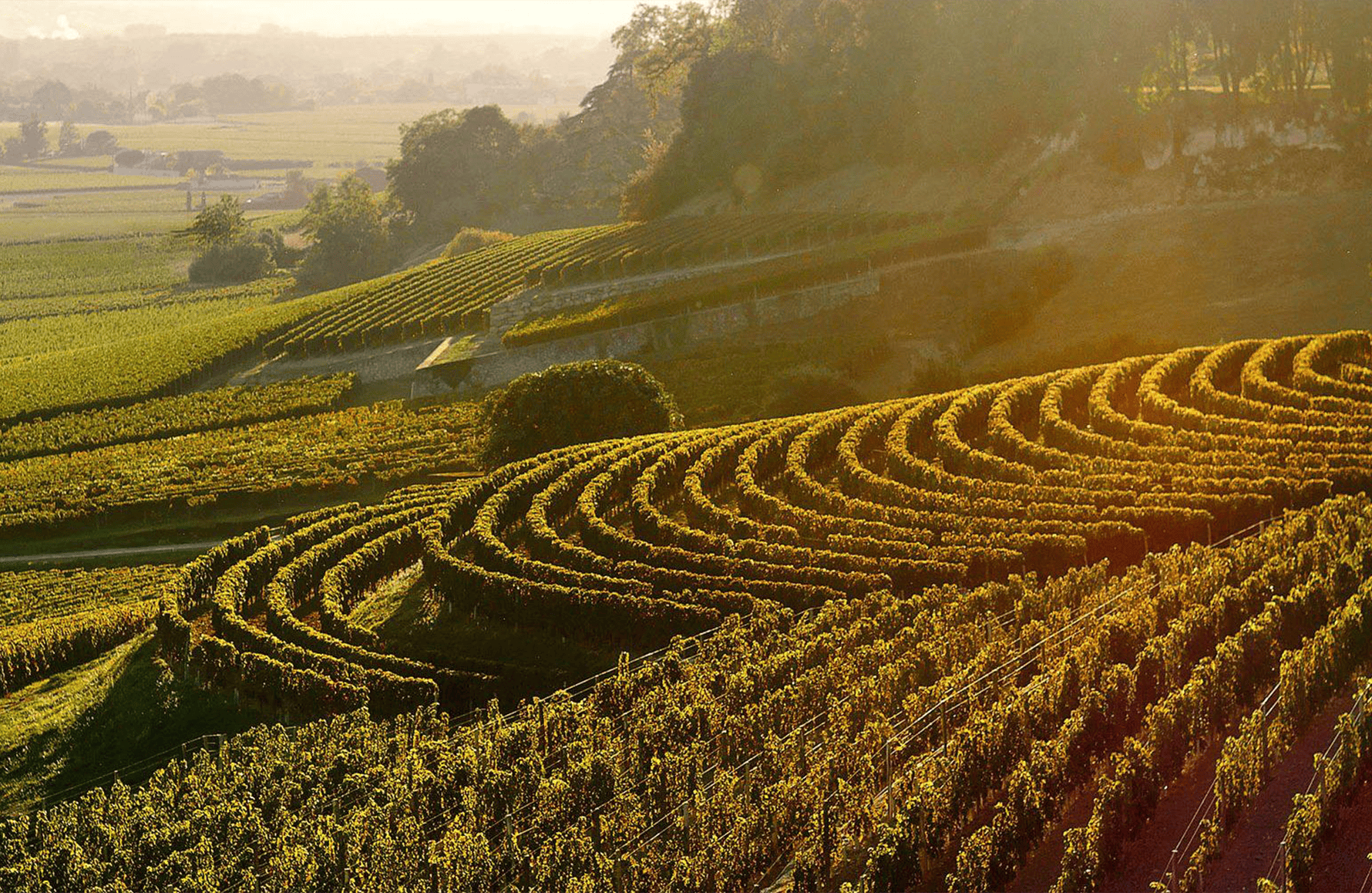la historia de Château La Fleur-Pétrus