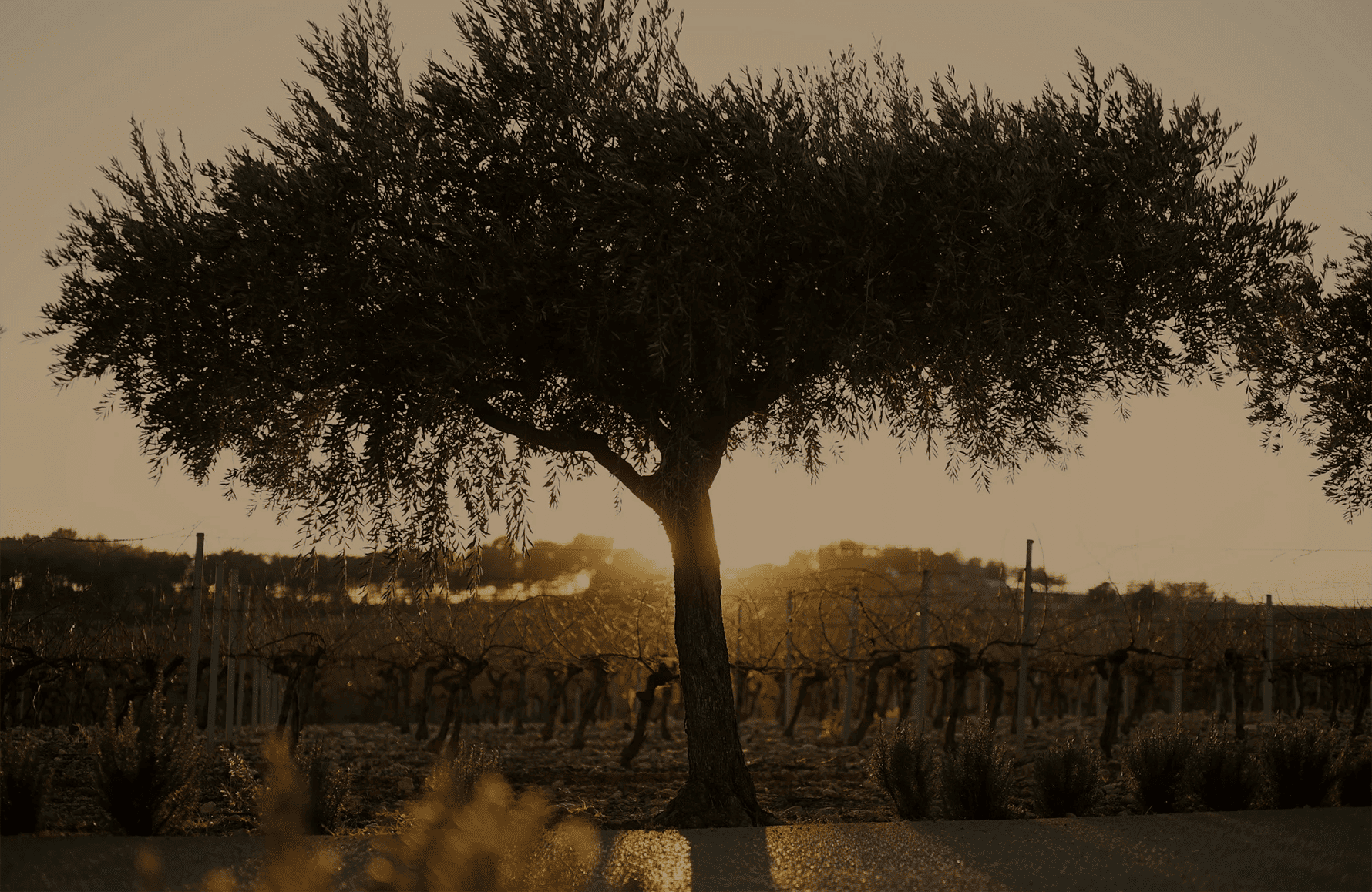 Vinos Château Puech-Haut