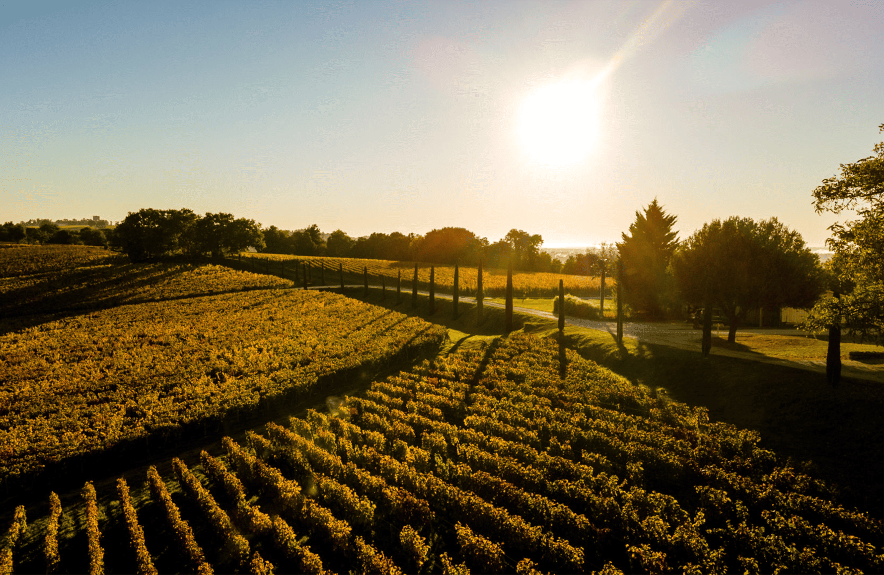 Vinos Château Quintus