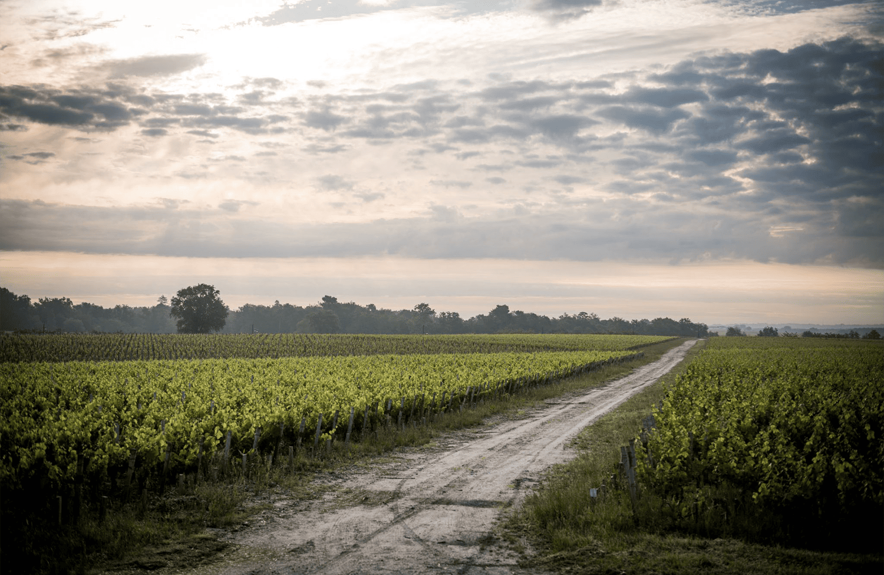 Vinos Château de Camensac