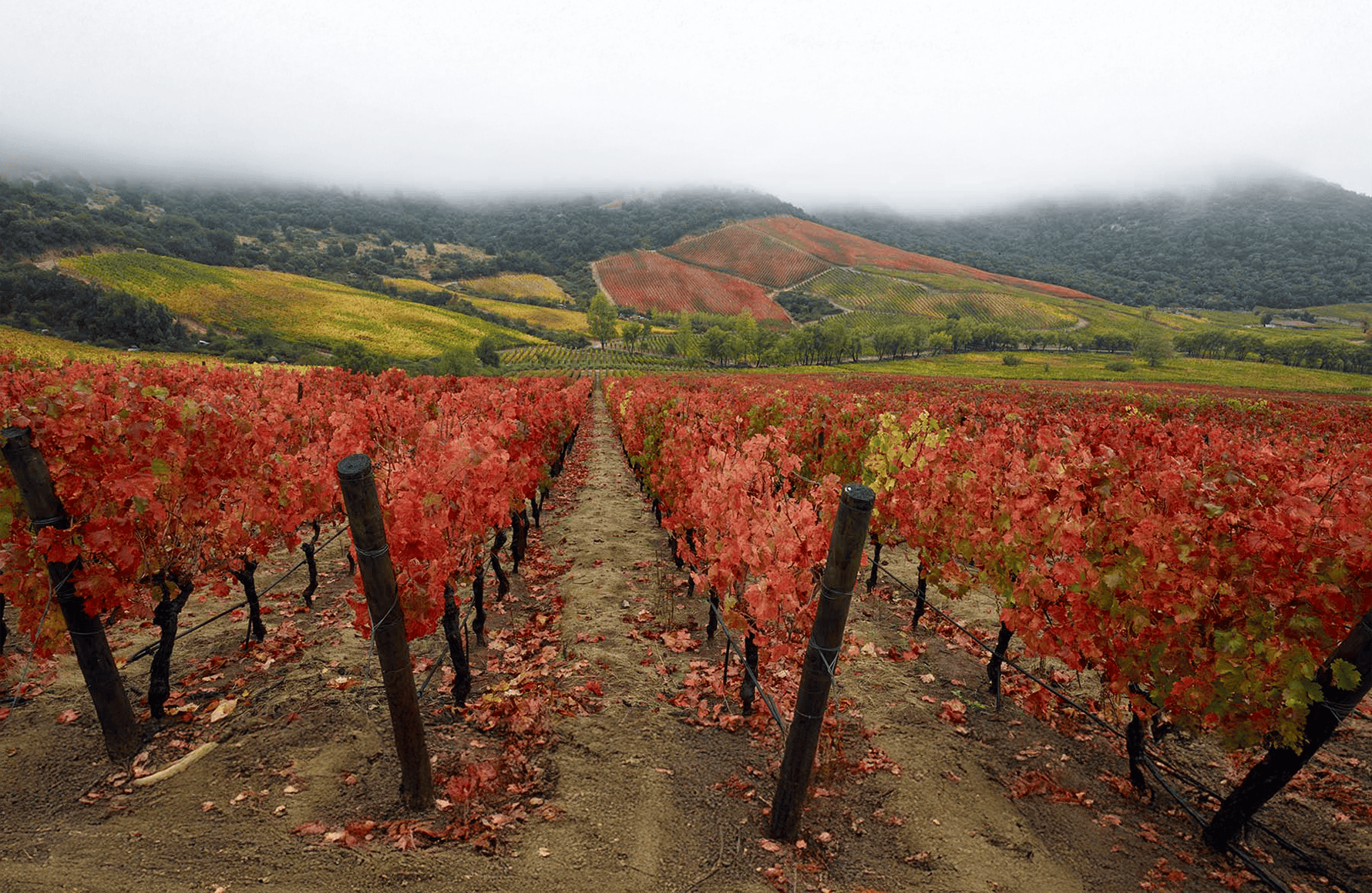 the story of Lapostolle - Chile
