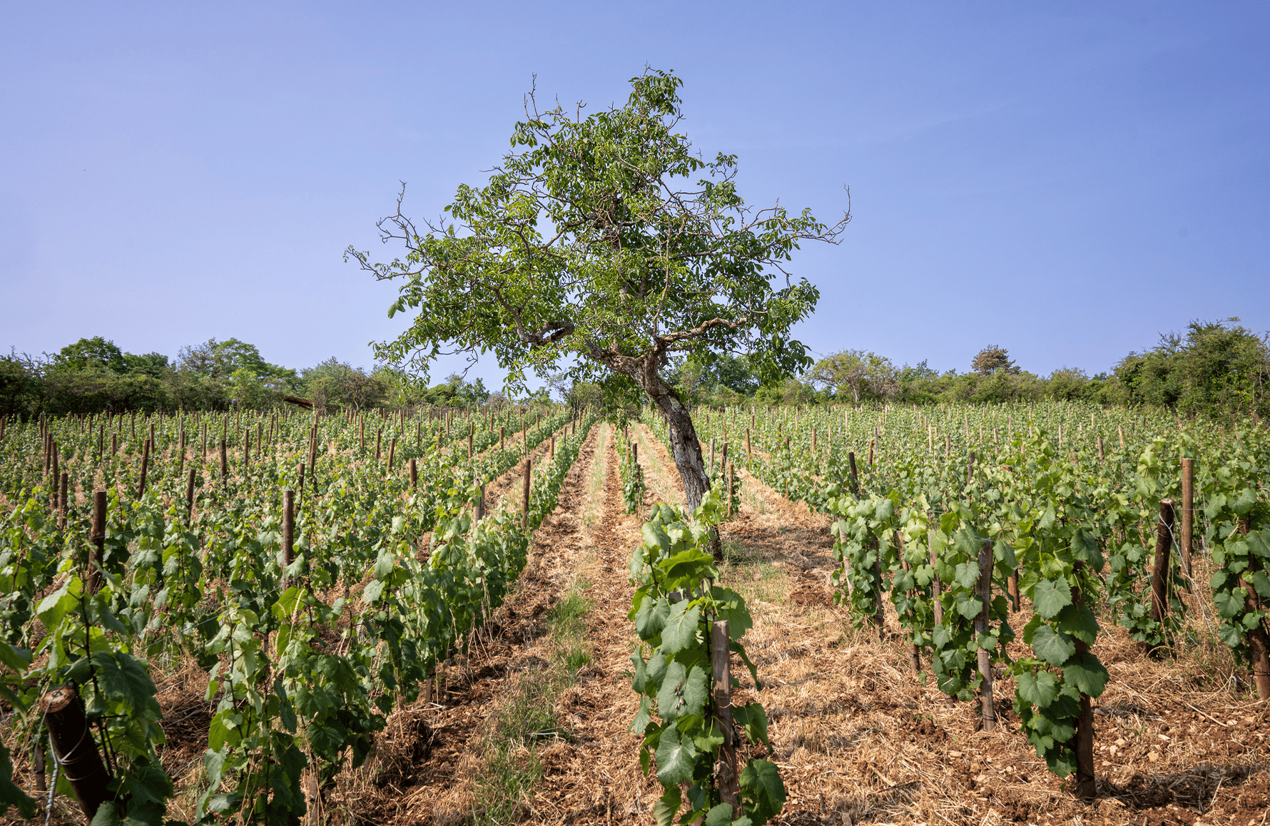 the story of Boris Champy Estate