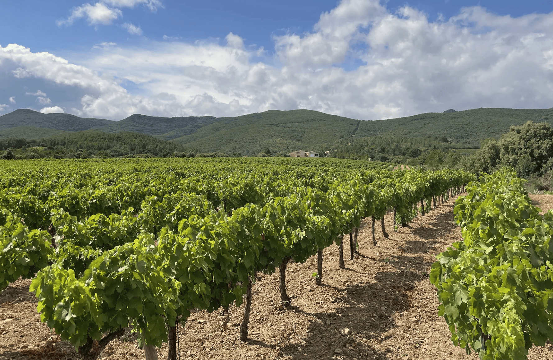 la historia de Domaine de L'Orchis Pourpre