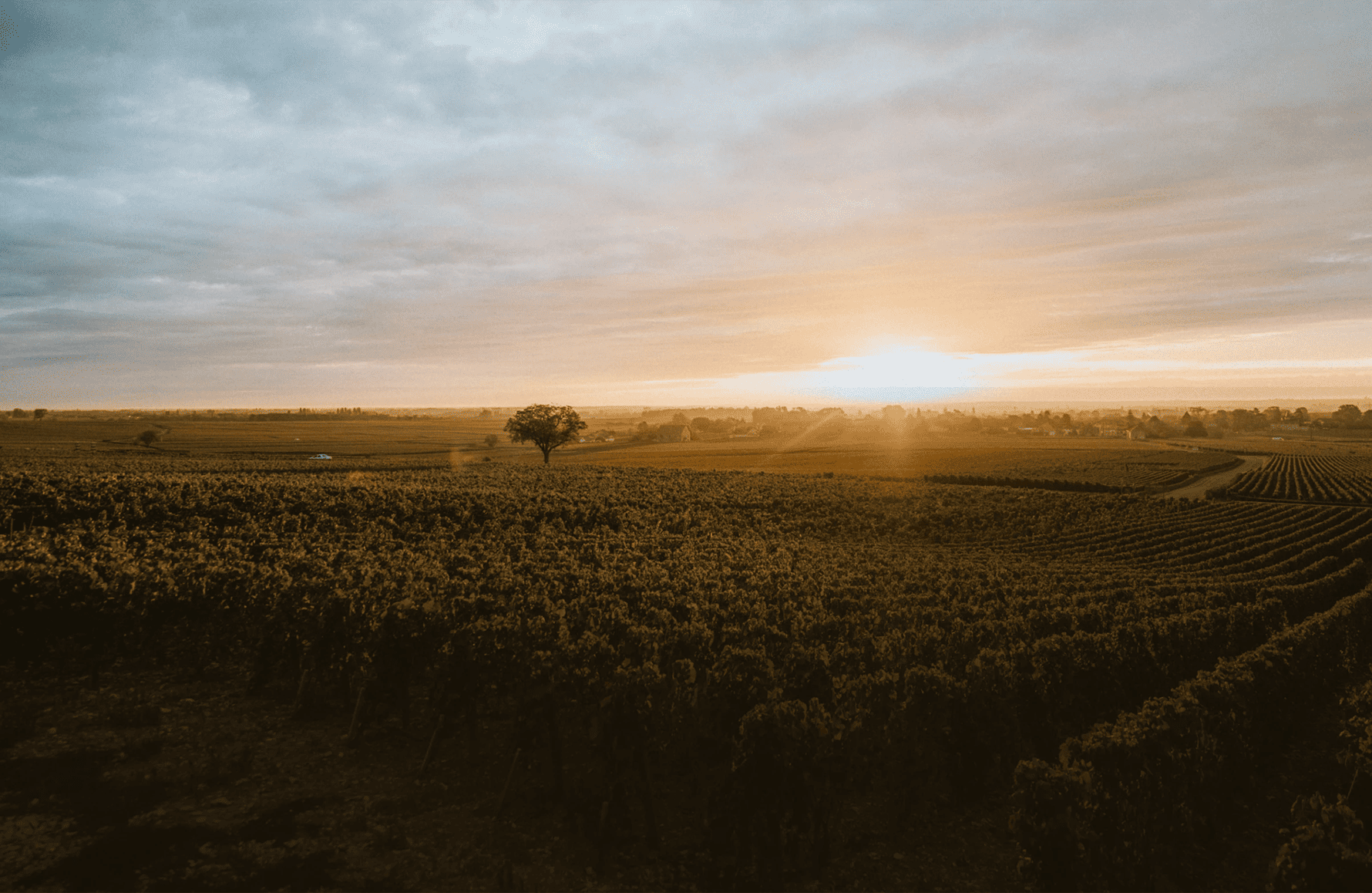 the story of Montille Estate