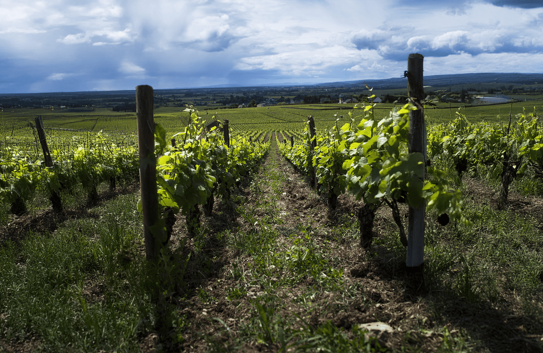 Vinos Domaine Eric de Suremain