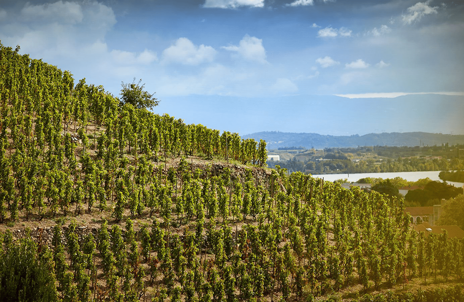 la historia de Delas Frères