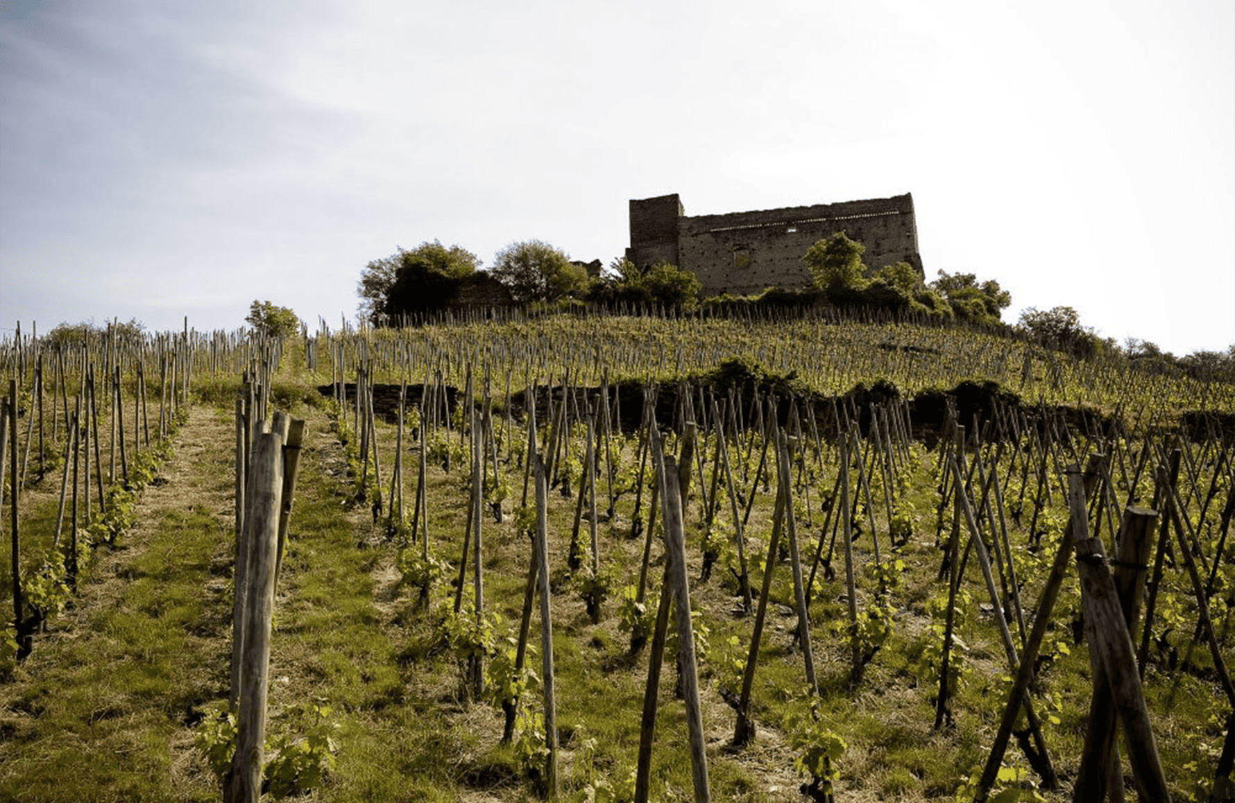 la historia de Domaine des Vins de Vienne