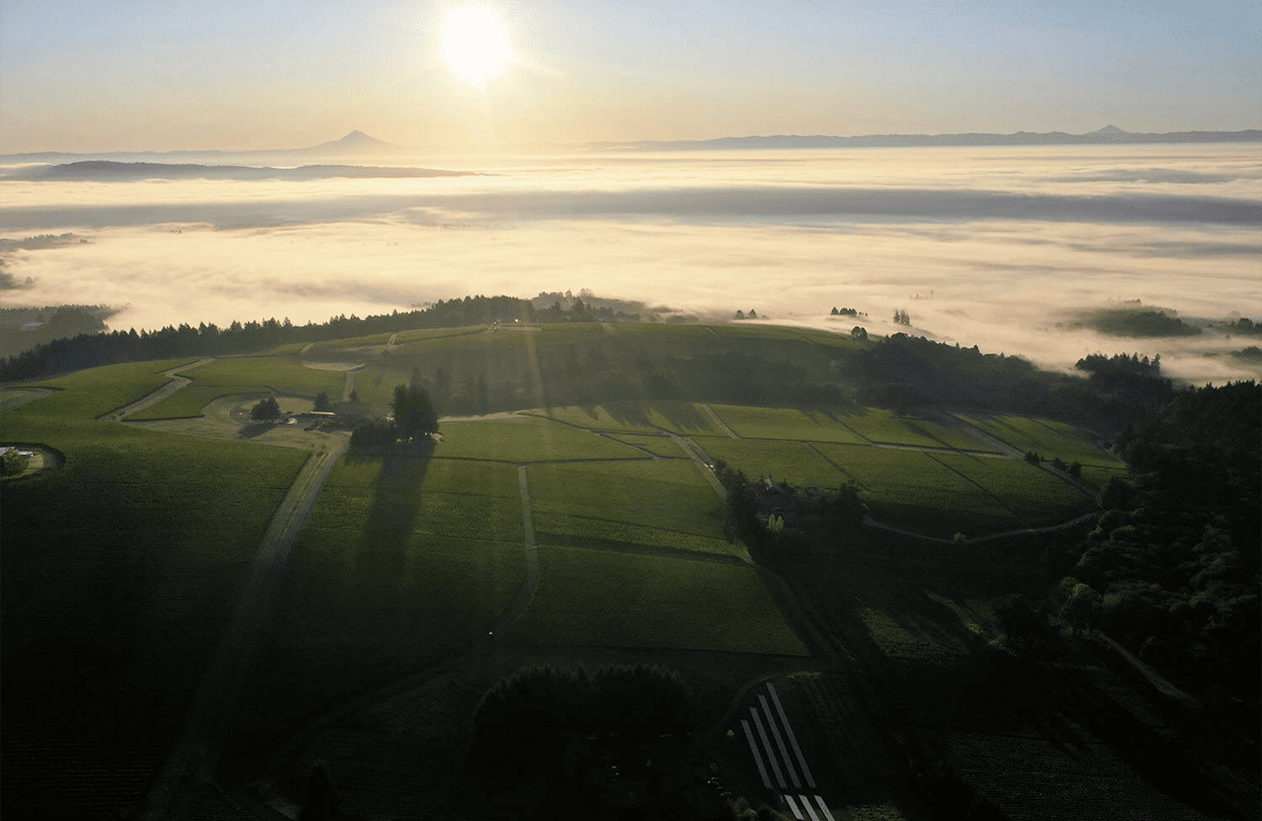the story of Drouhin Estate, Oregon - United States