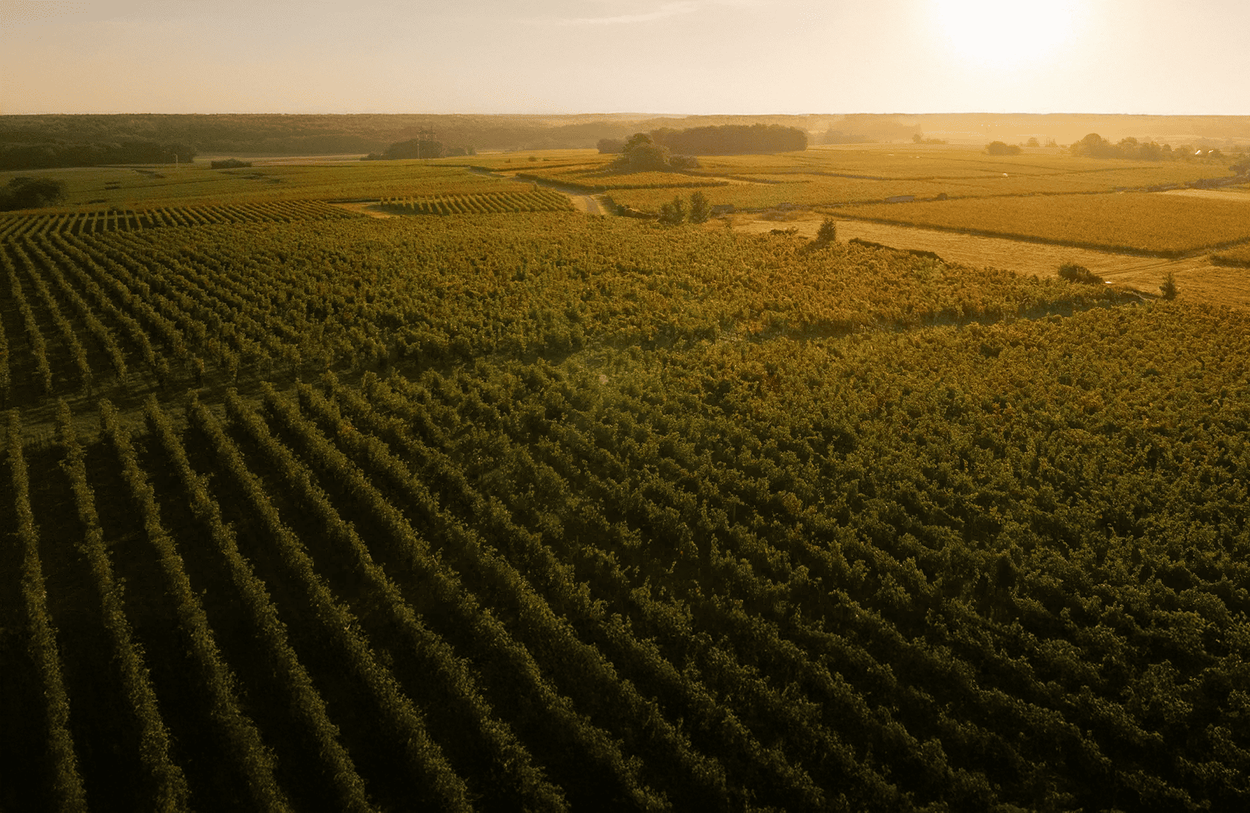 Wines Guiberteau Estate