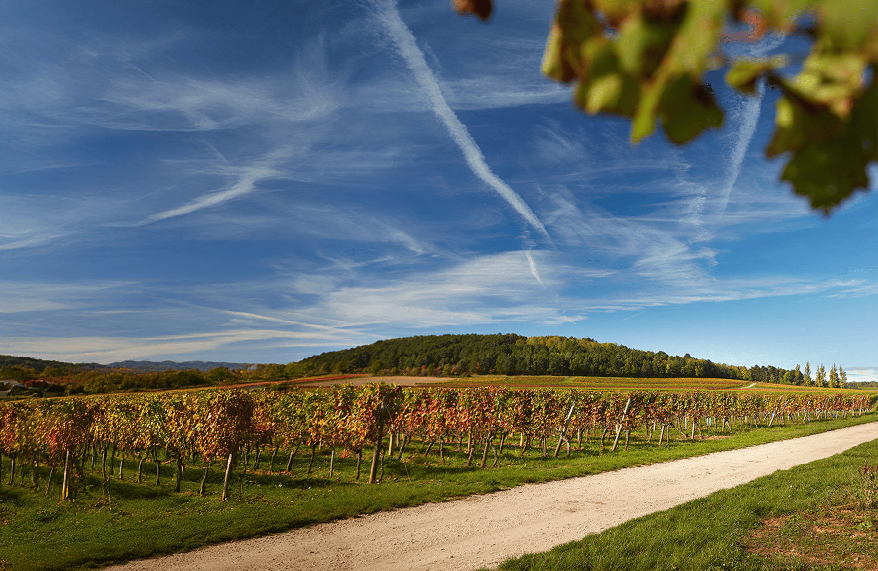 Vinos Domaine Hoffmann-Jayer